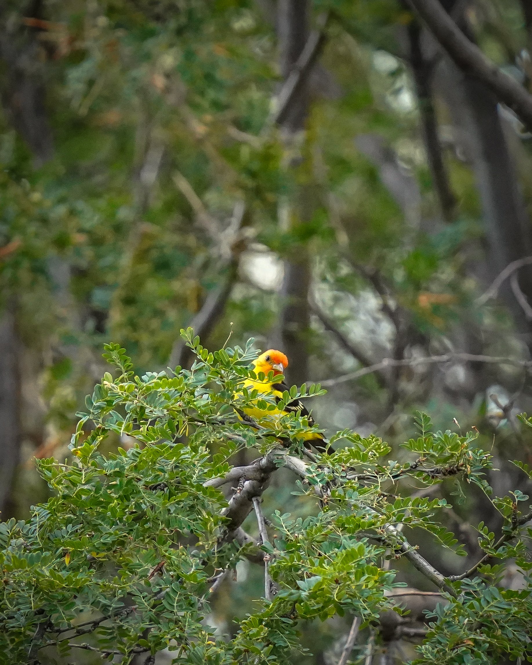 An exciting yard visitor - a Western Tanager!