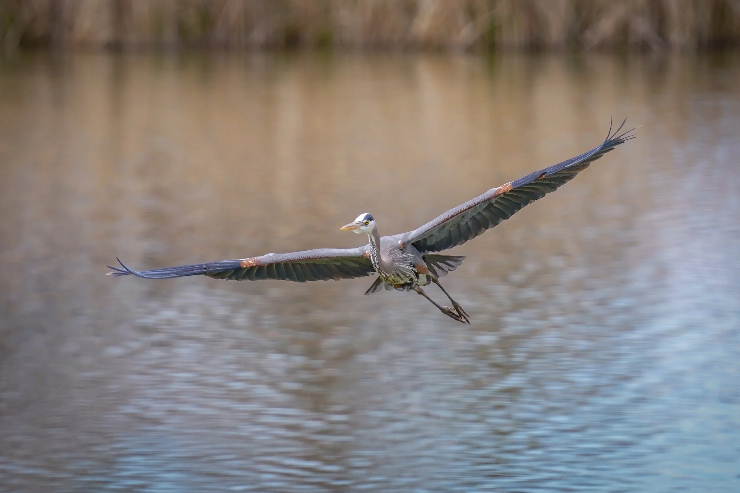 Great Blue Heron