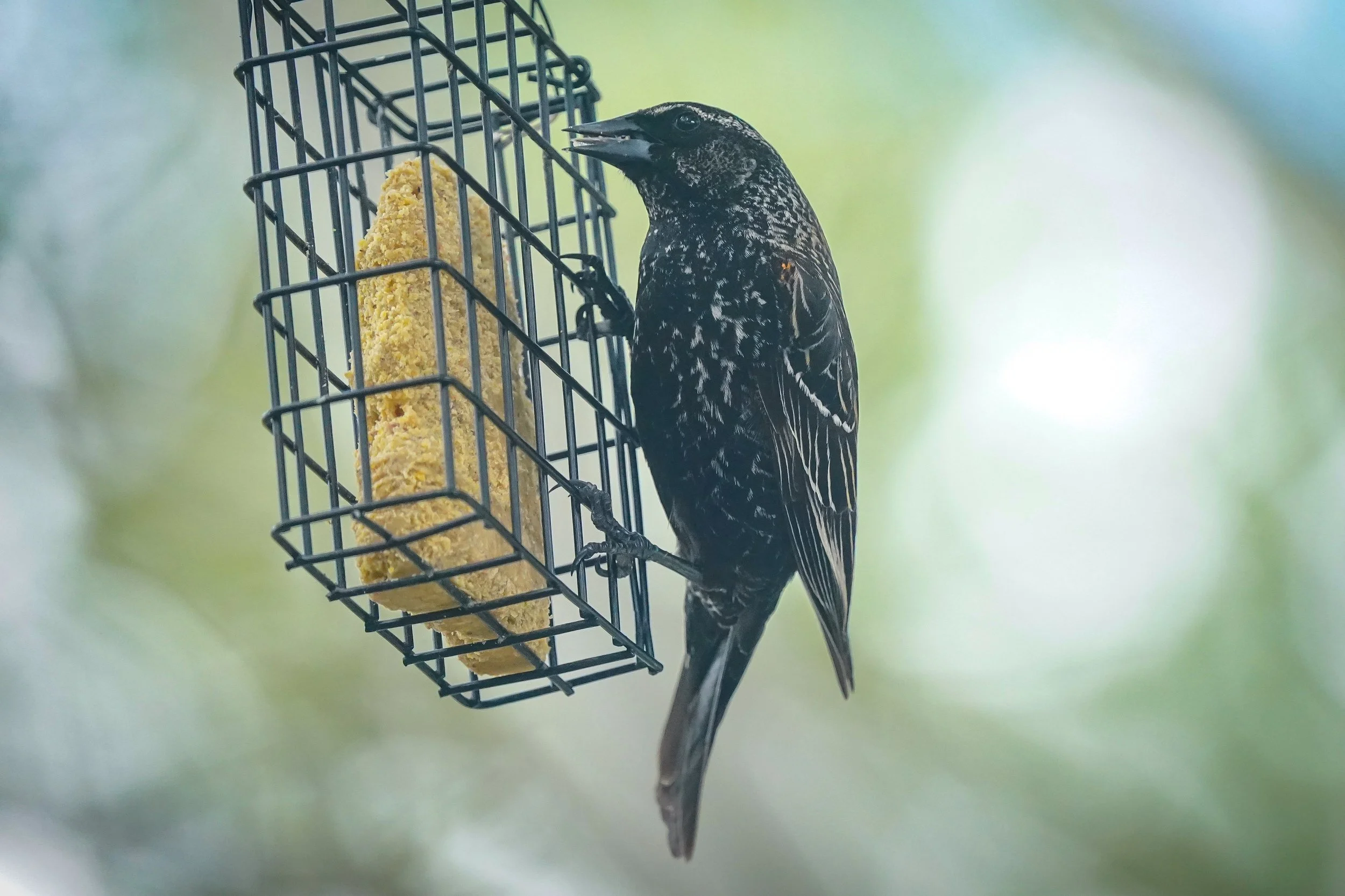 Red-winged Blackbird