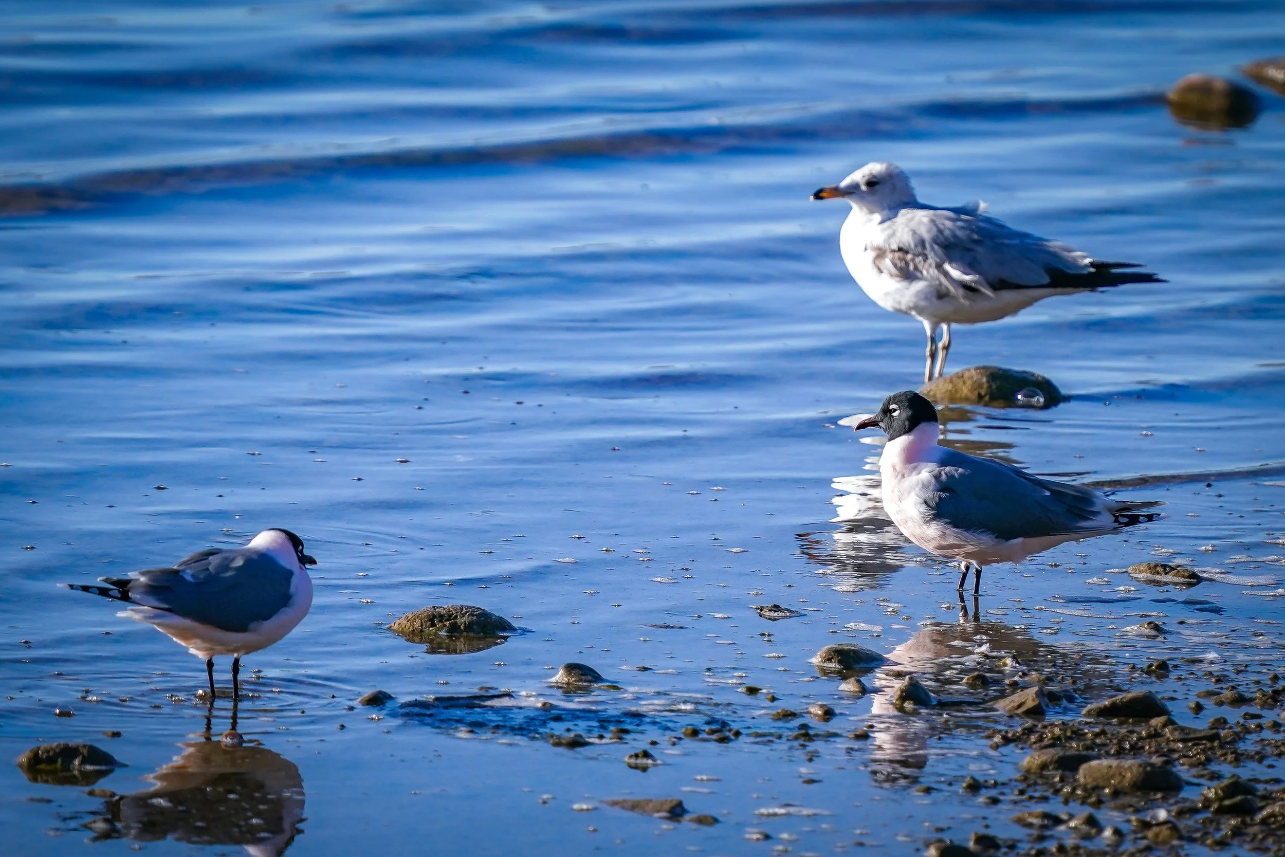 Franklin's gulls wtih Ring-billed Gull