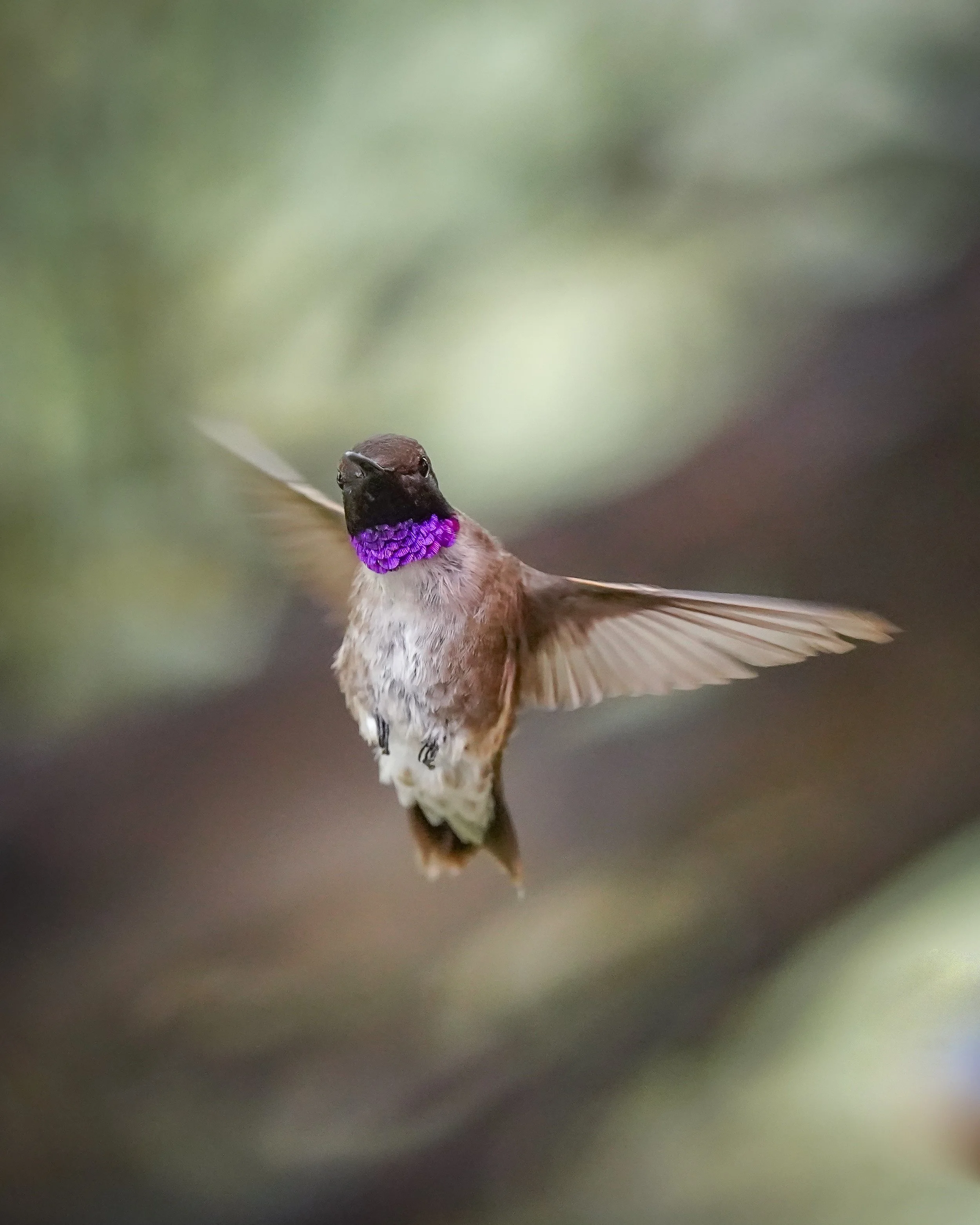 Black-chinned Hummingbird