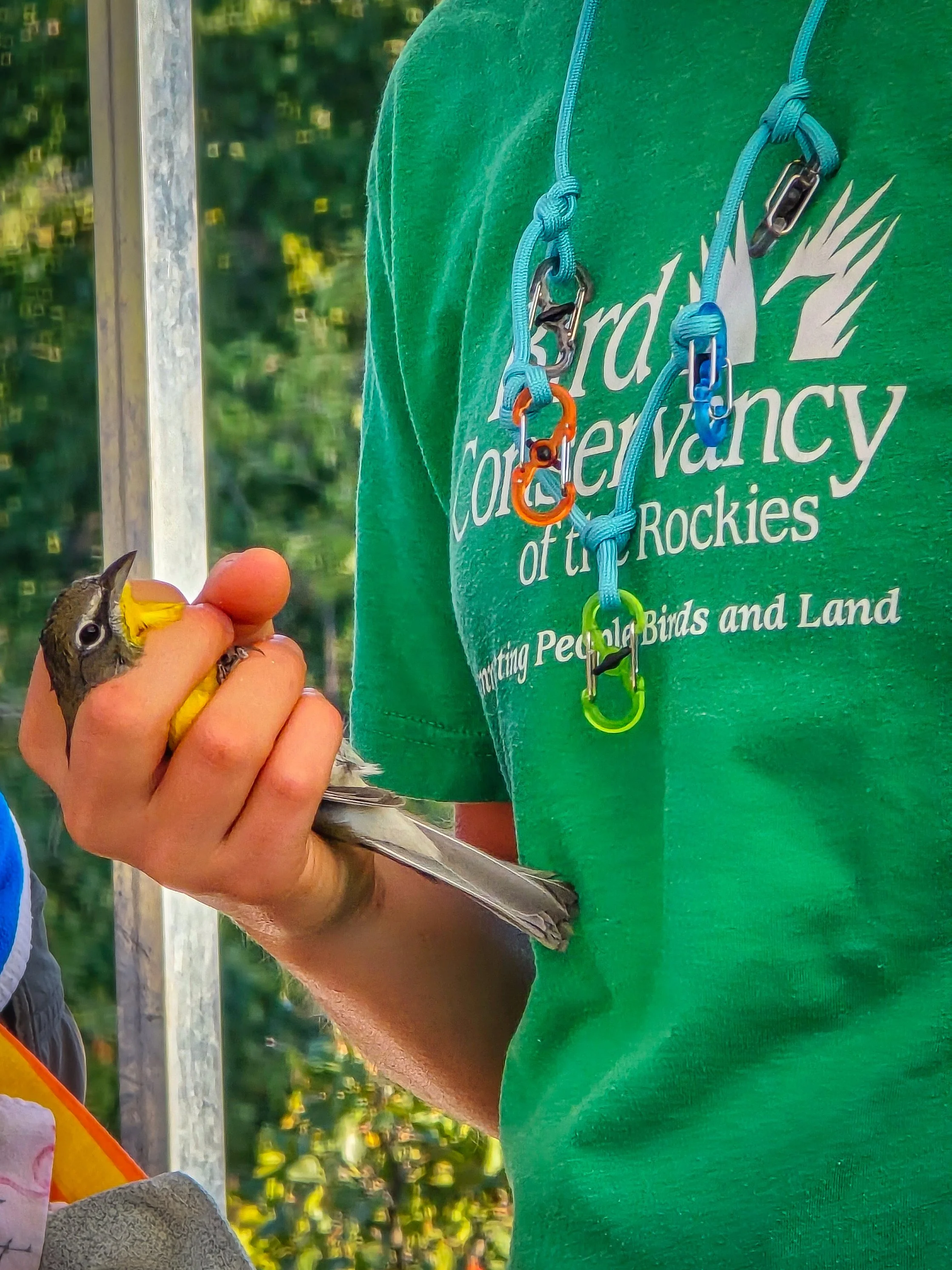 Yellow-breasted chat in hand