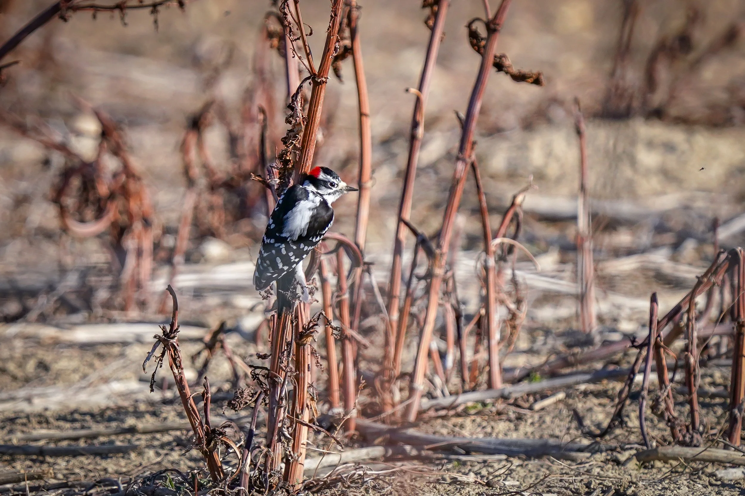 Downy Woodpecker