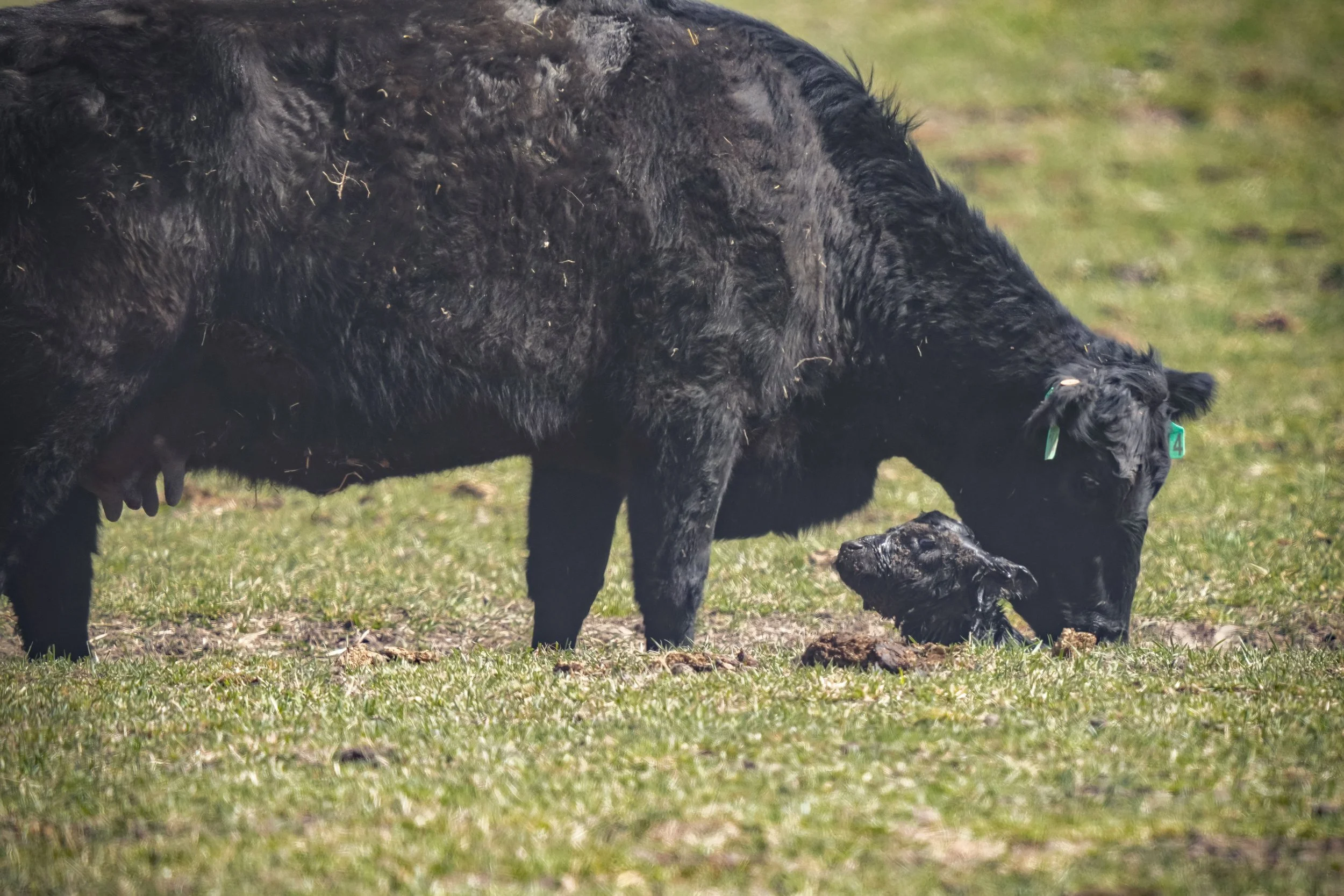 New life on the land, lots of babies just born that morning