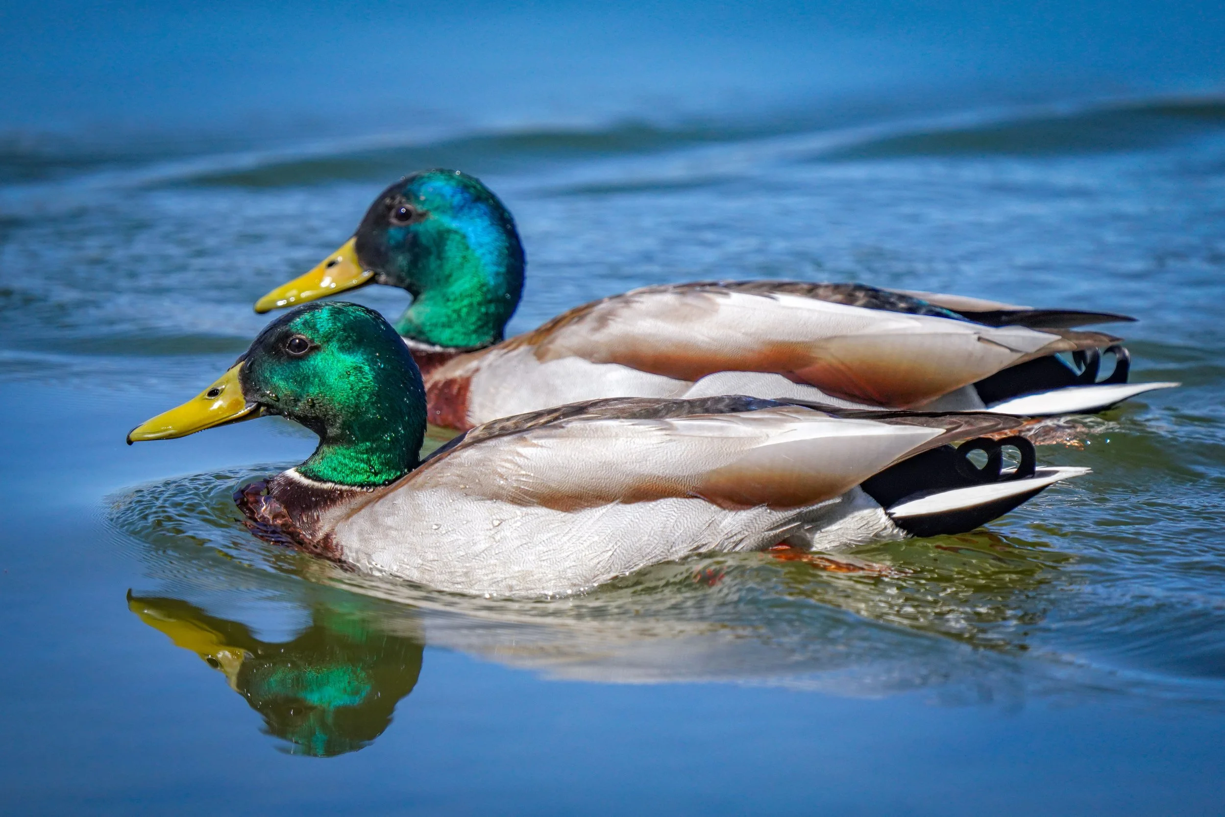 Mallards