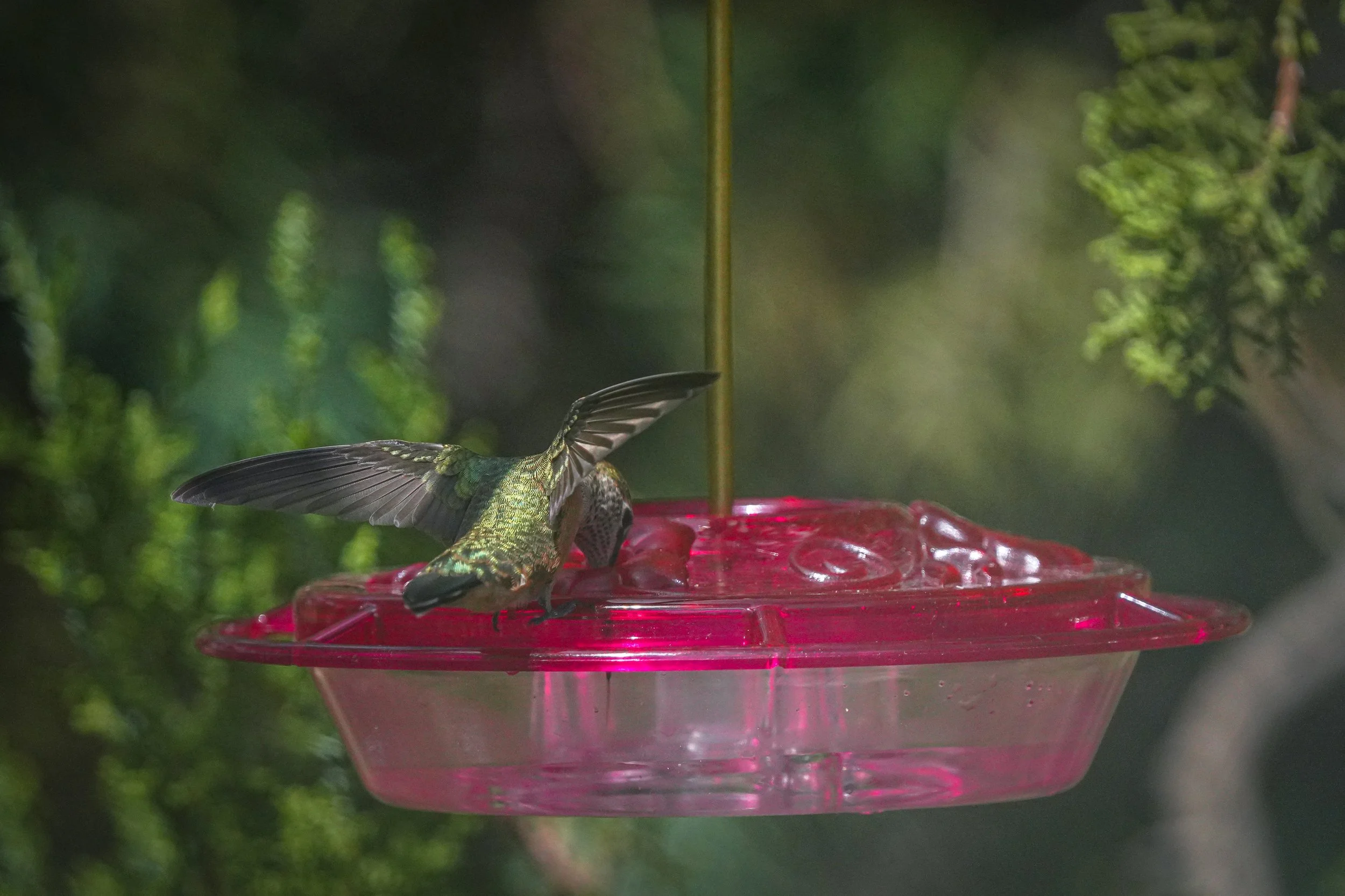 2024-08-24-kingery-nature-center-host-table-broadtailed-hummingbird-laura-sheets-5.jpg