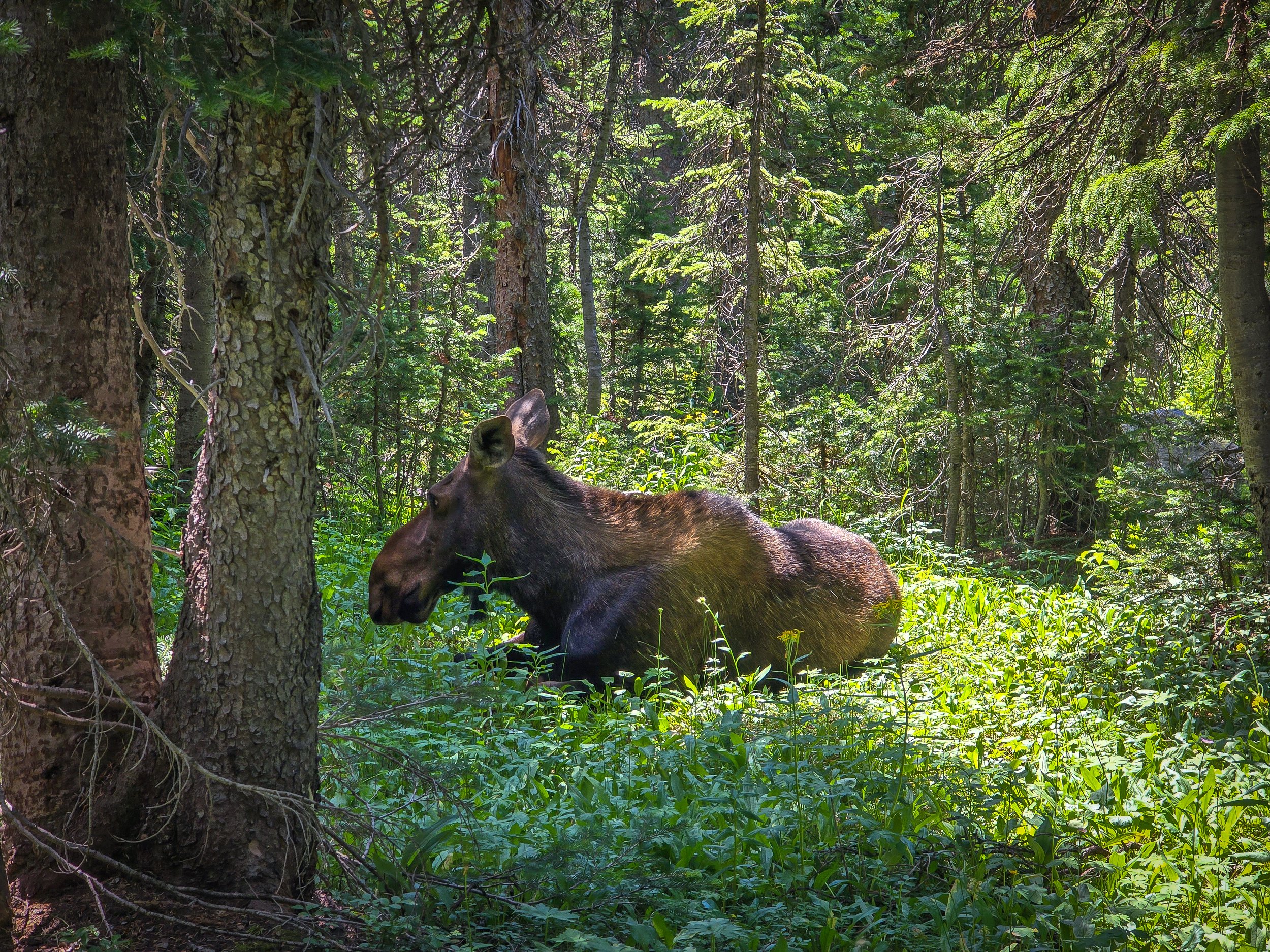Cow moose along the trail