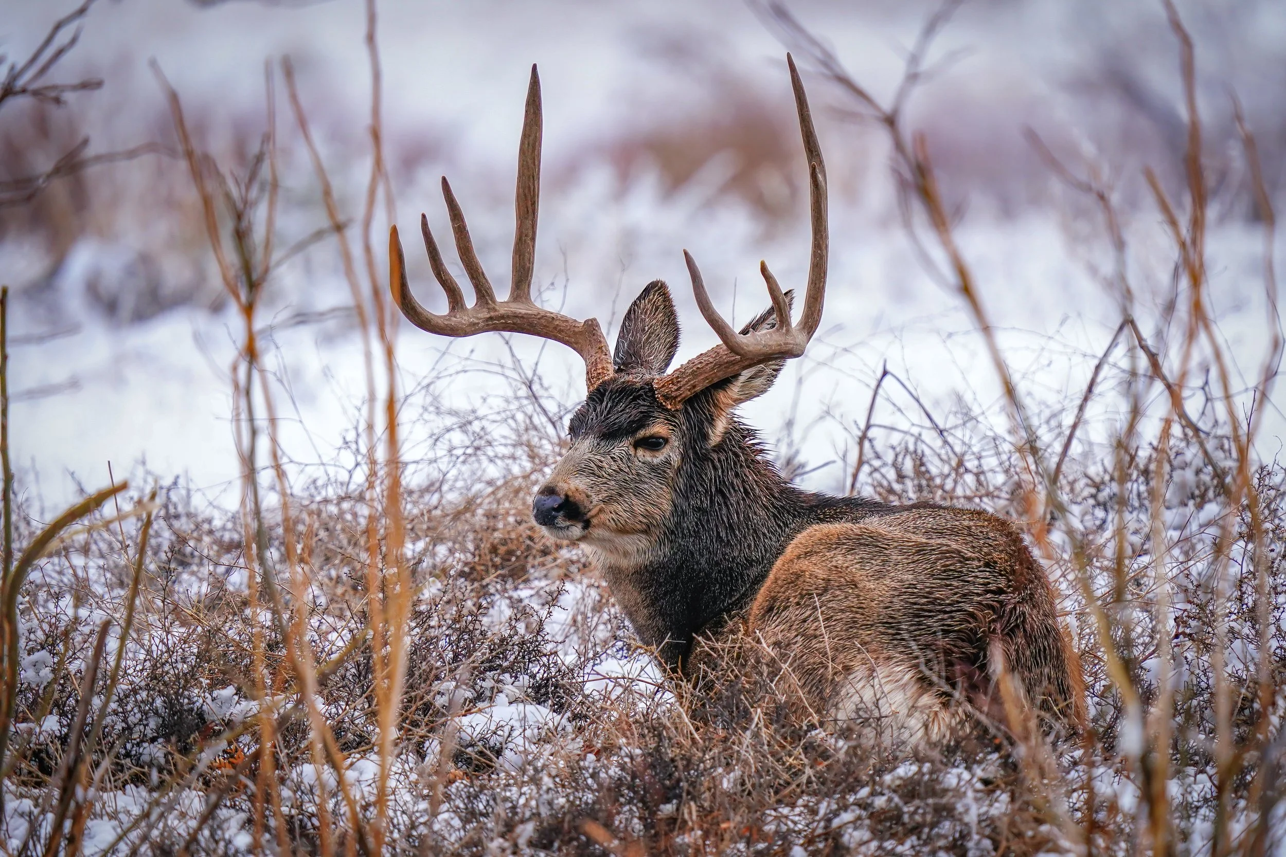Love the unique antlers on this buck