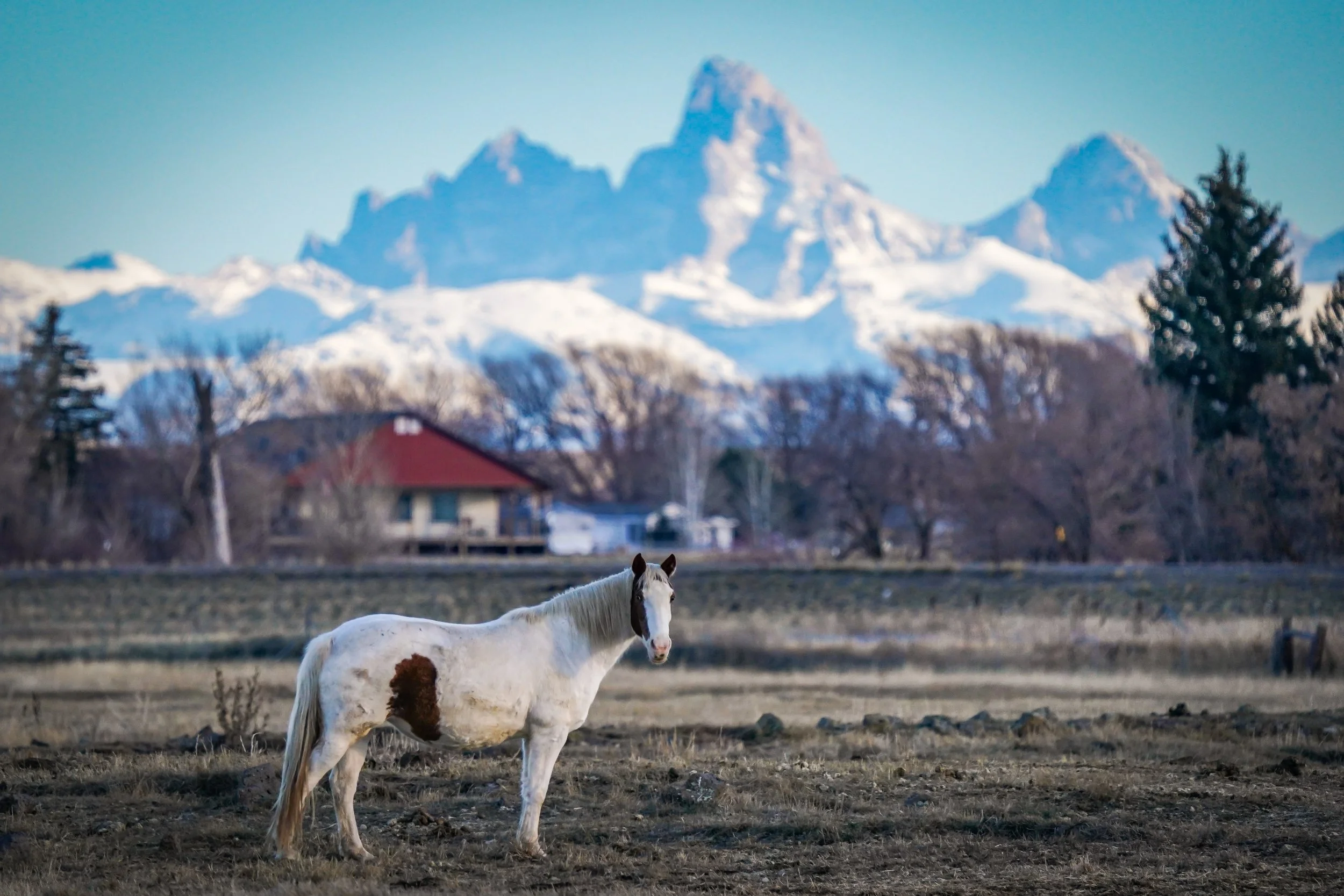 One of my favorite images from this day - a beautiful paint horse and the Tetons