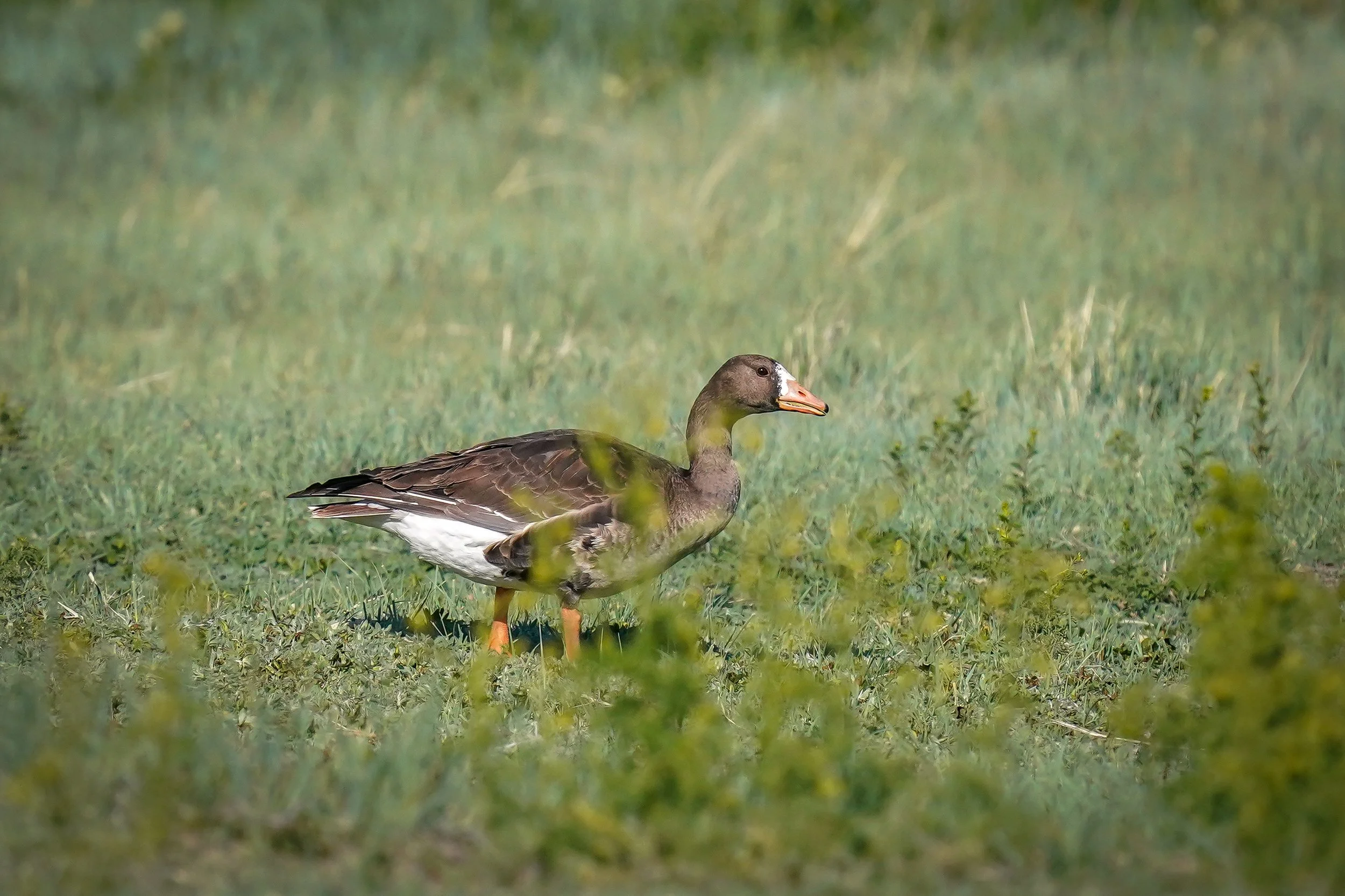 Greater White-fronted Goose (rare for CO!)