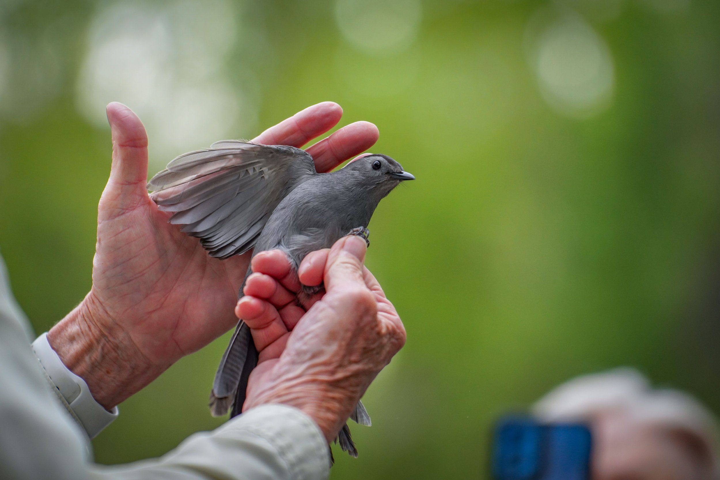 Gray Catbird