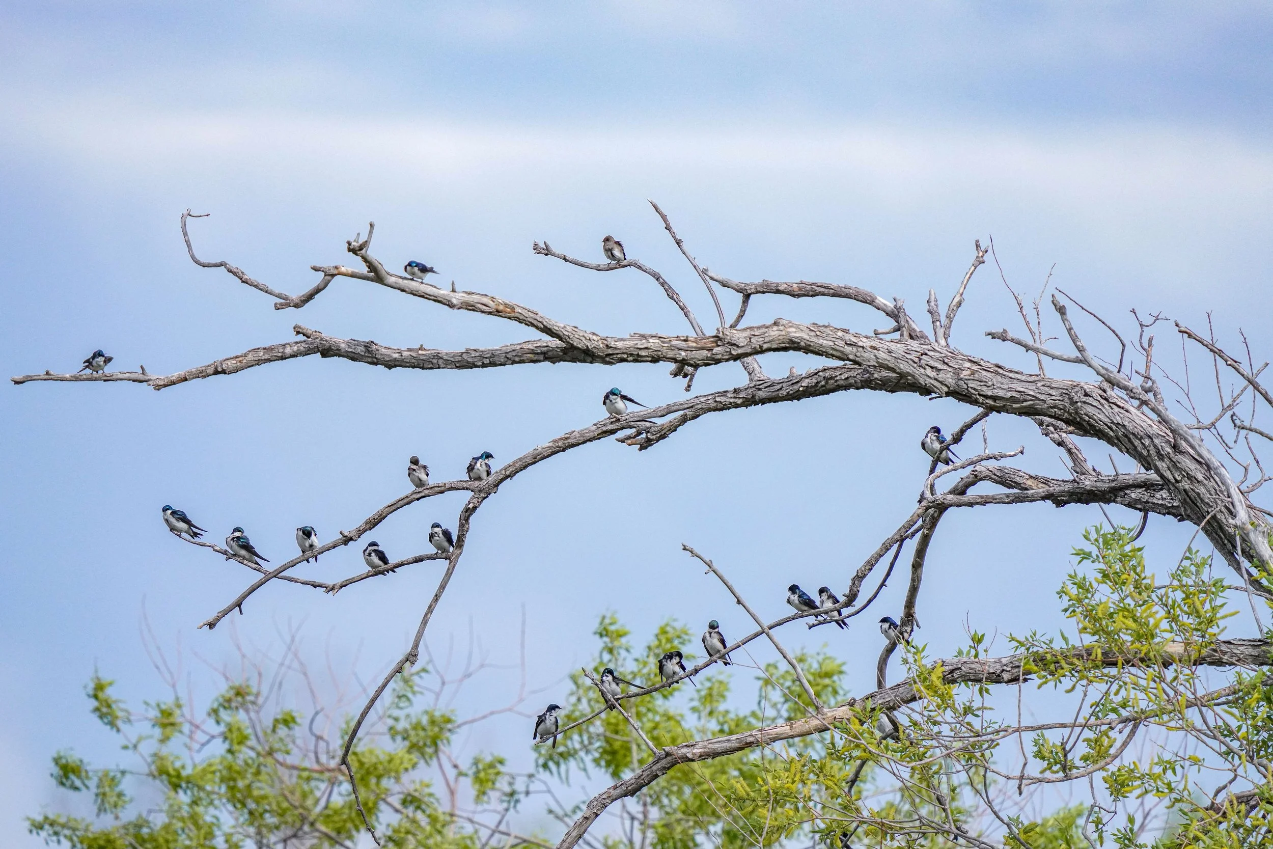 Tree Swallows