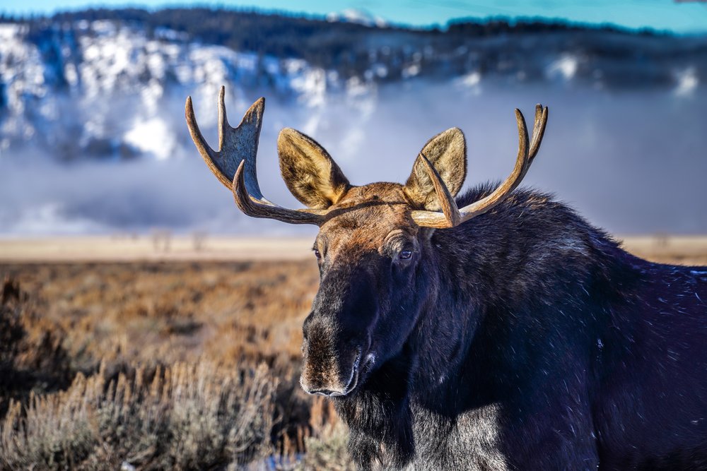 Handsome Bull Moose