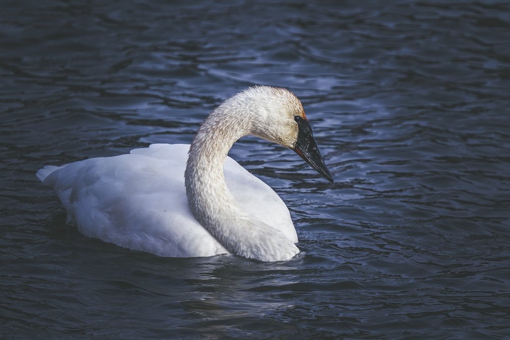 Trumpeter Swan