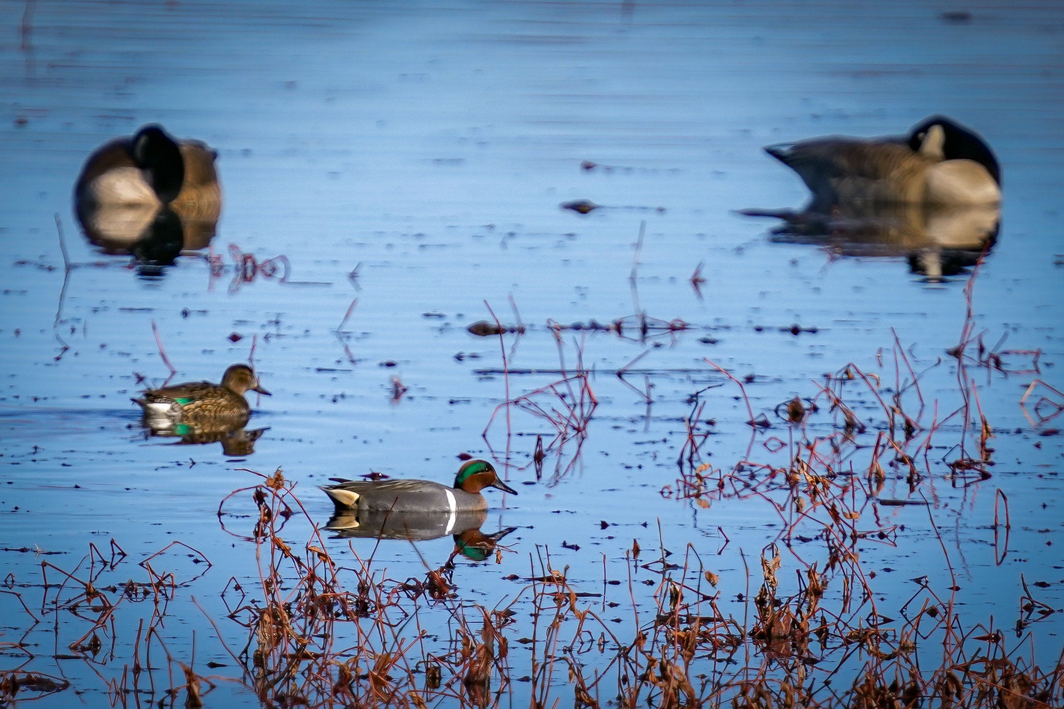 Green-winged Teals