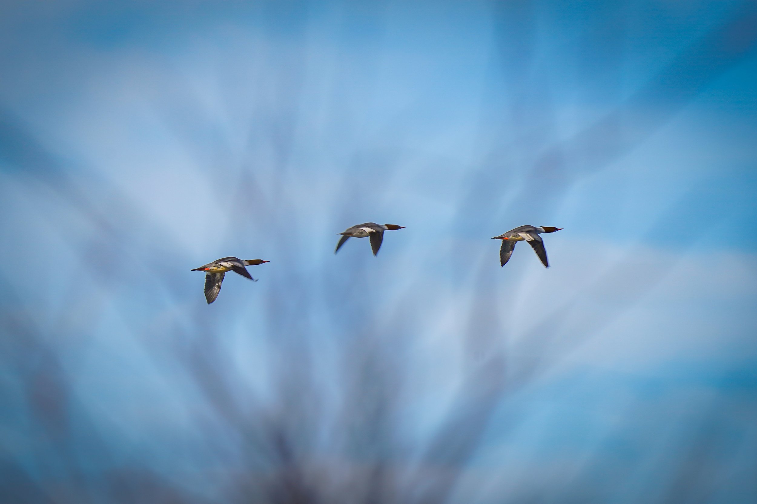 Common Mergansers in flight