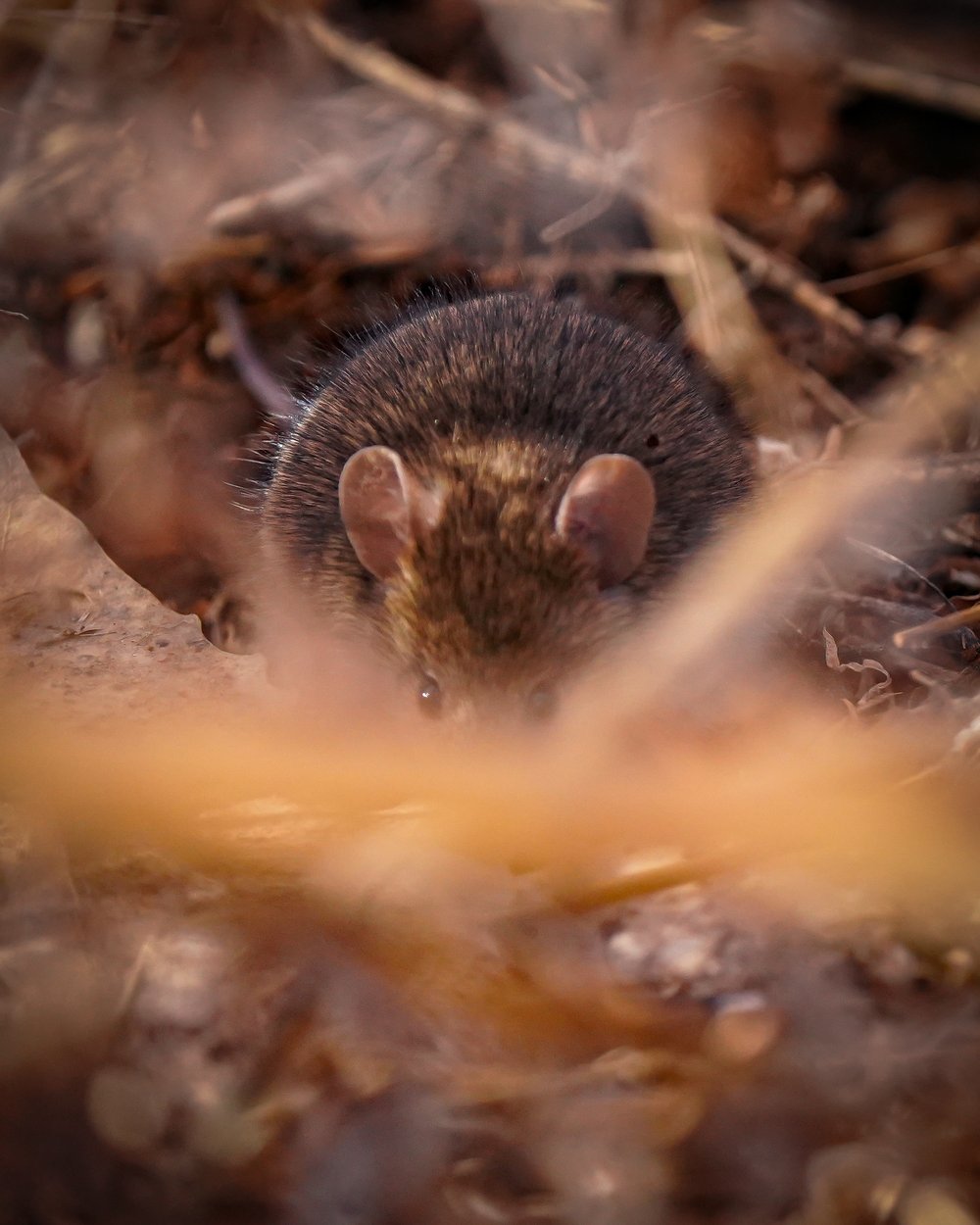 Field Mouse!