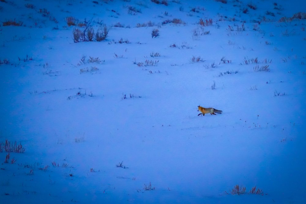 Fox on the hunt just after sunset