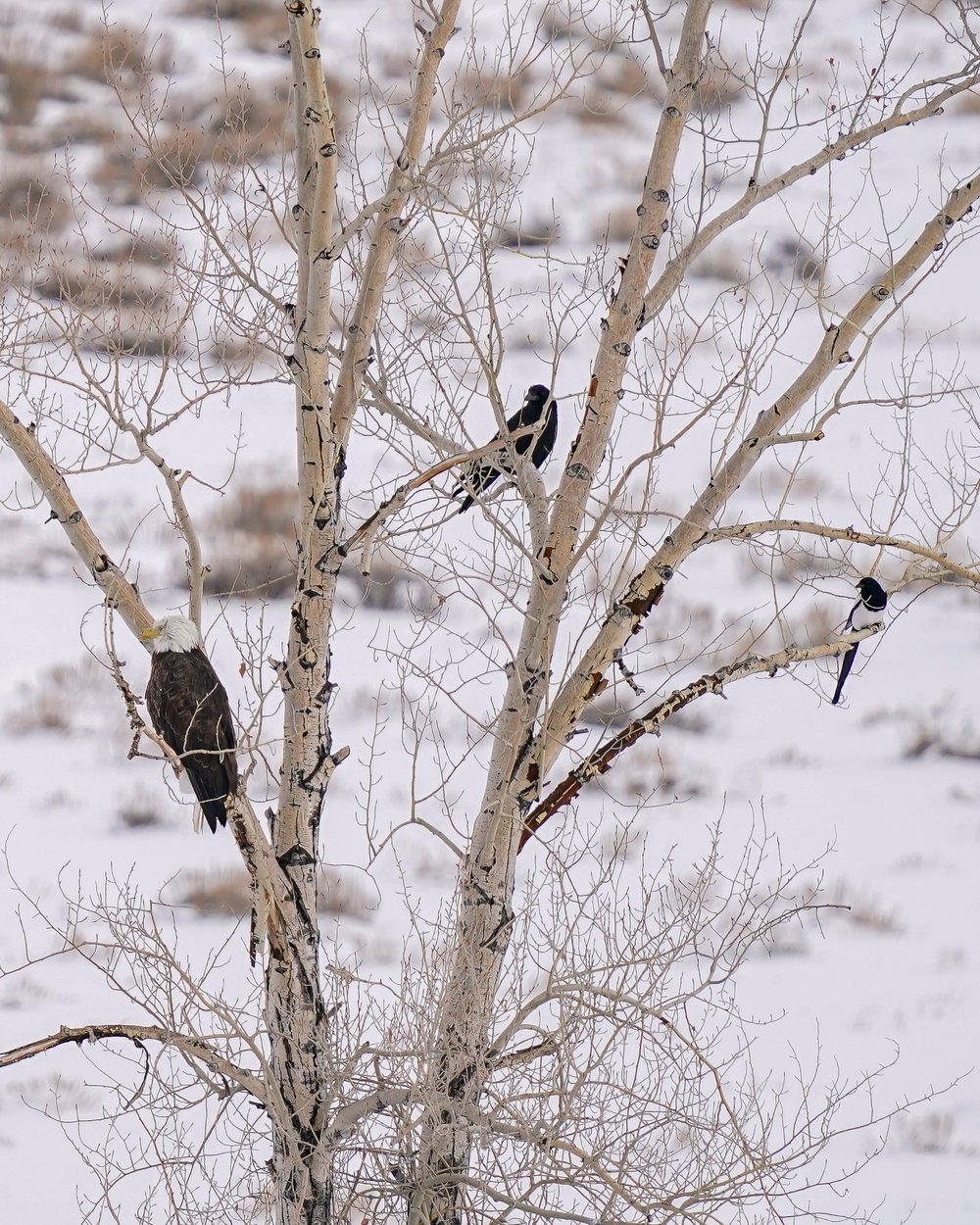 A bald eagle with raven and magpie