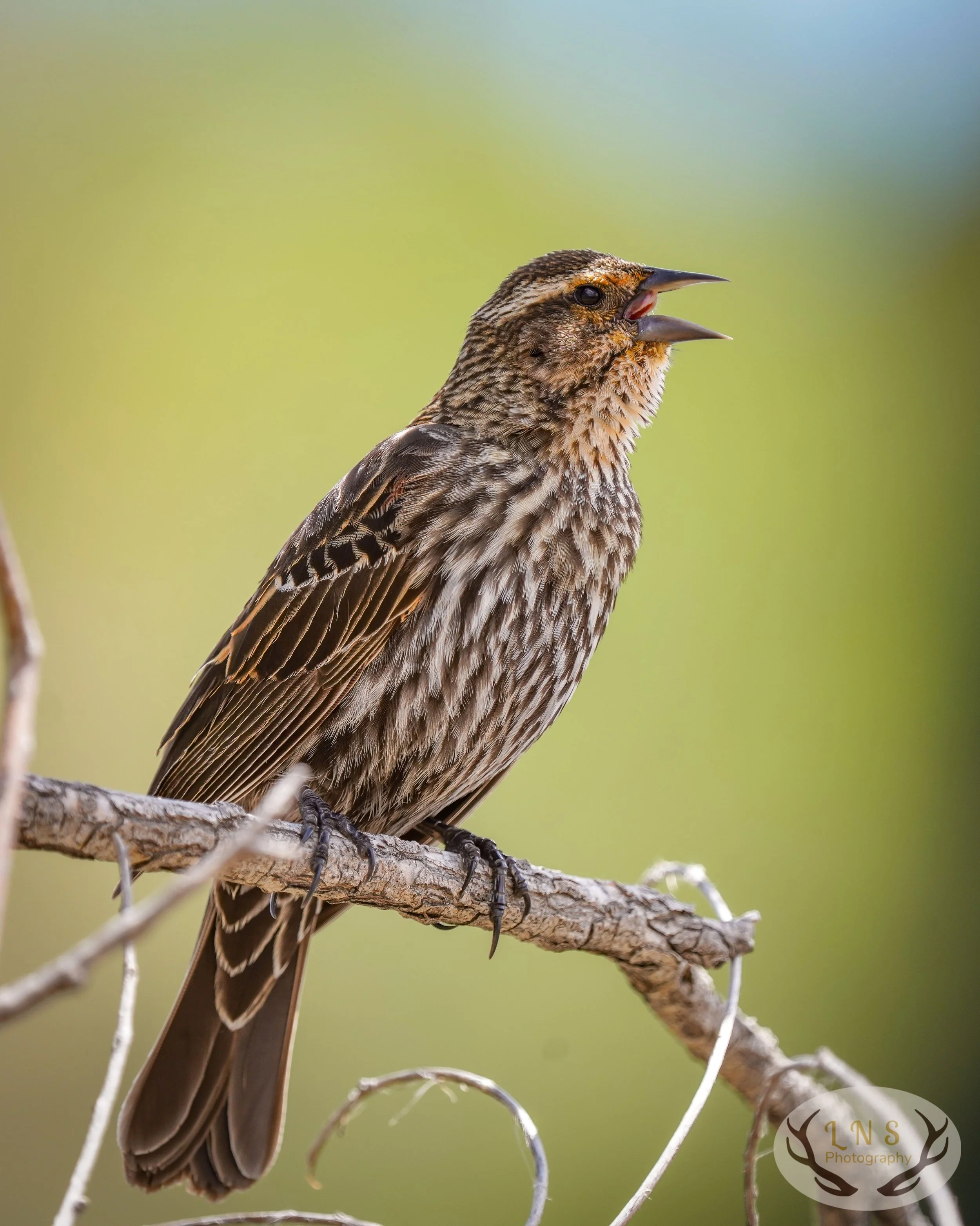 Female Red-Winged Blackbird
