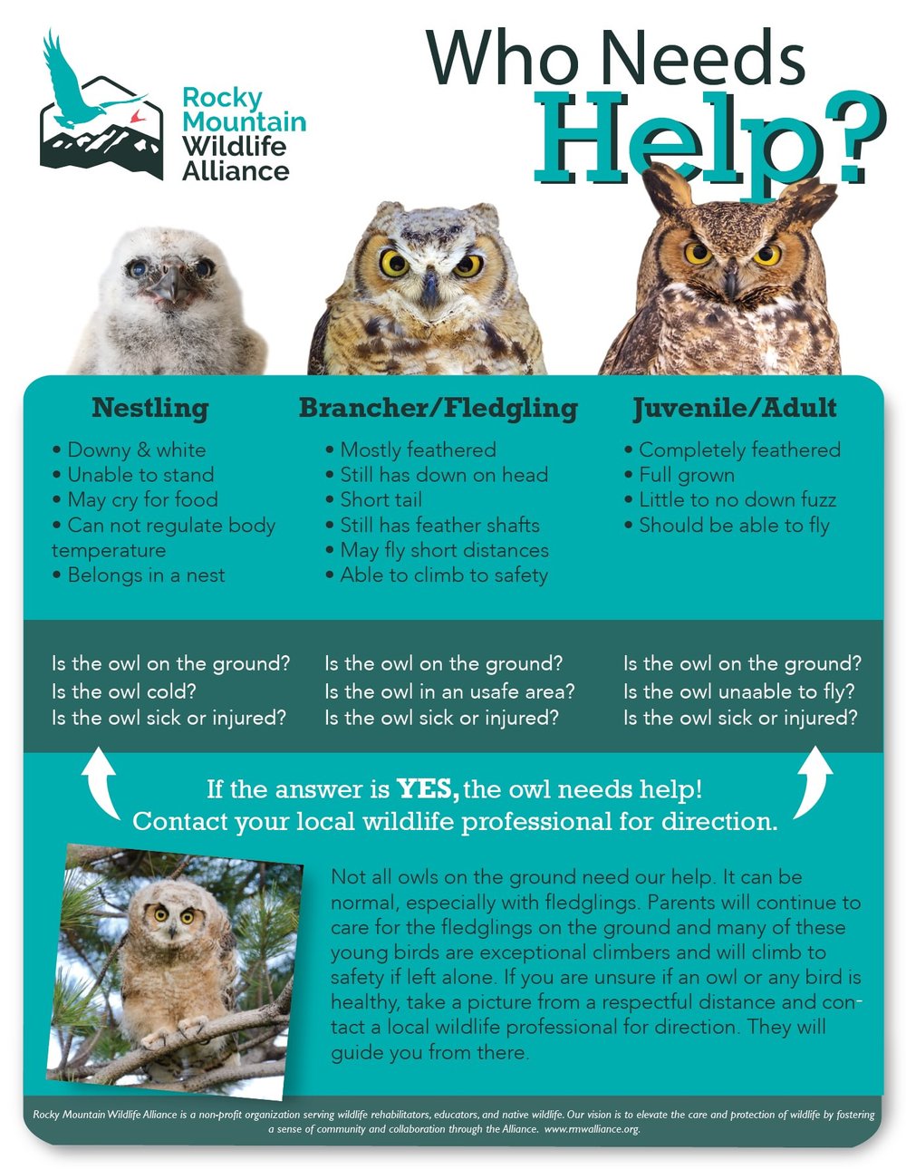Owl nesting season