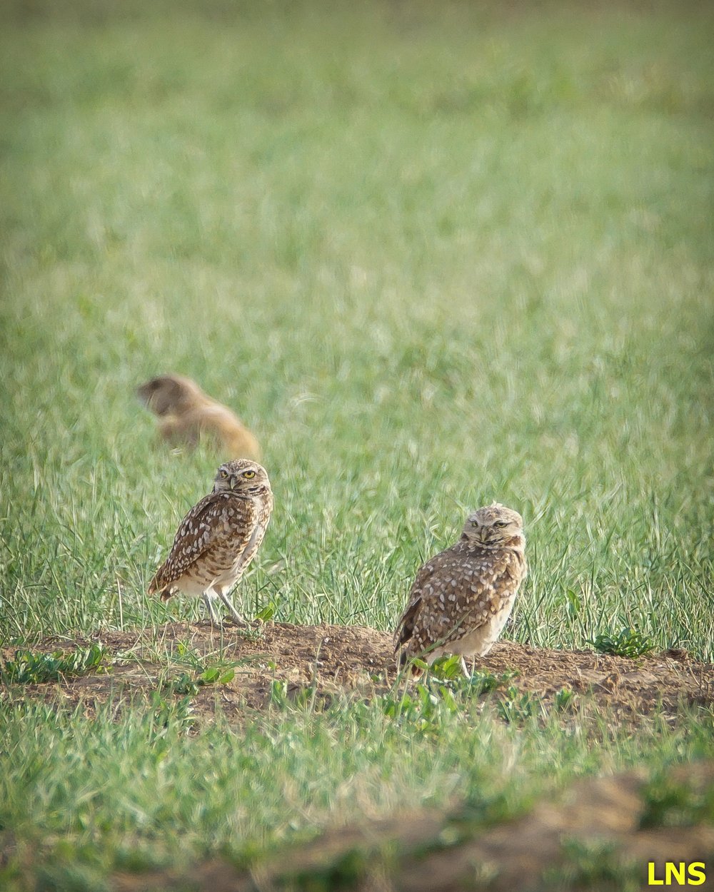 Burrowing Owls with 