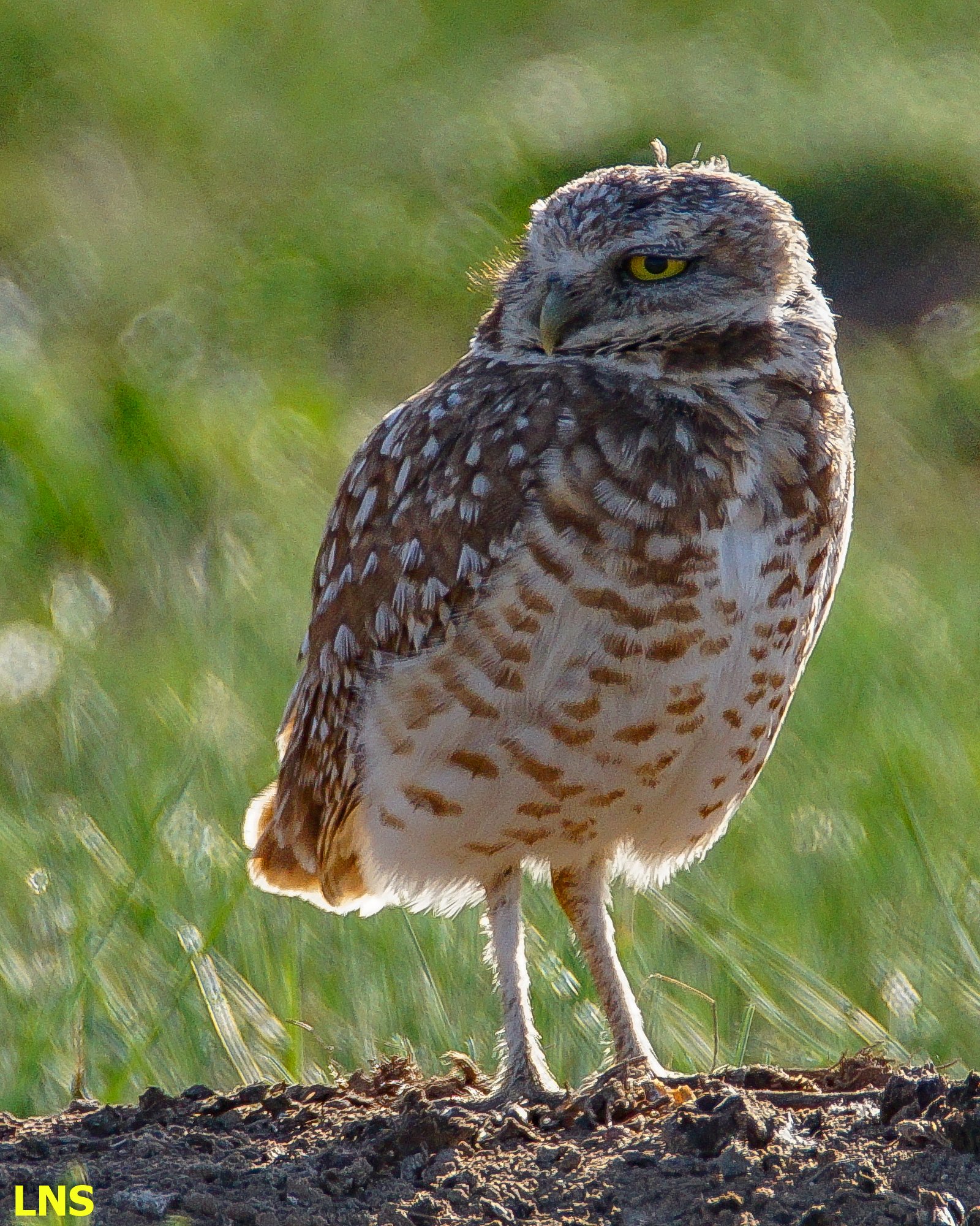 Burrowing Owl adult