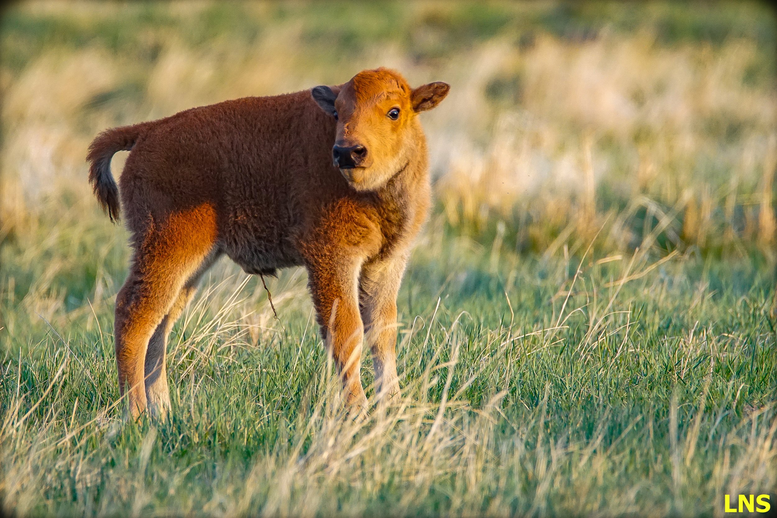 Bison calf