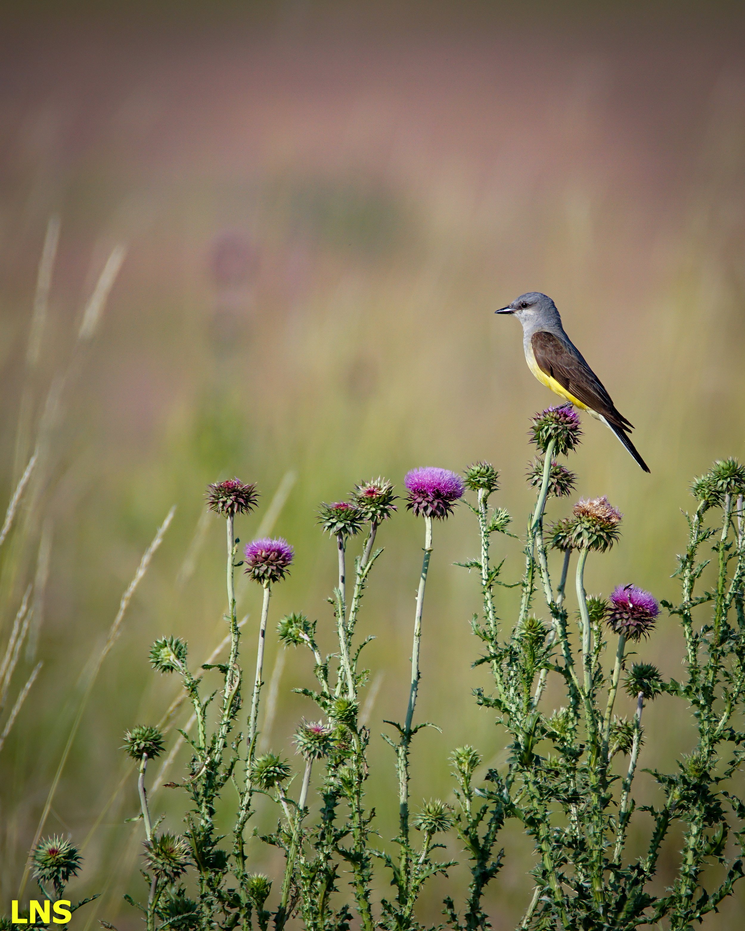 Western Kingbird