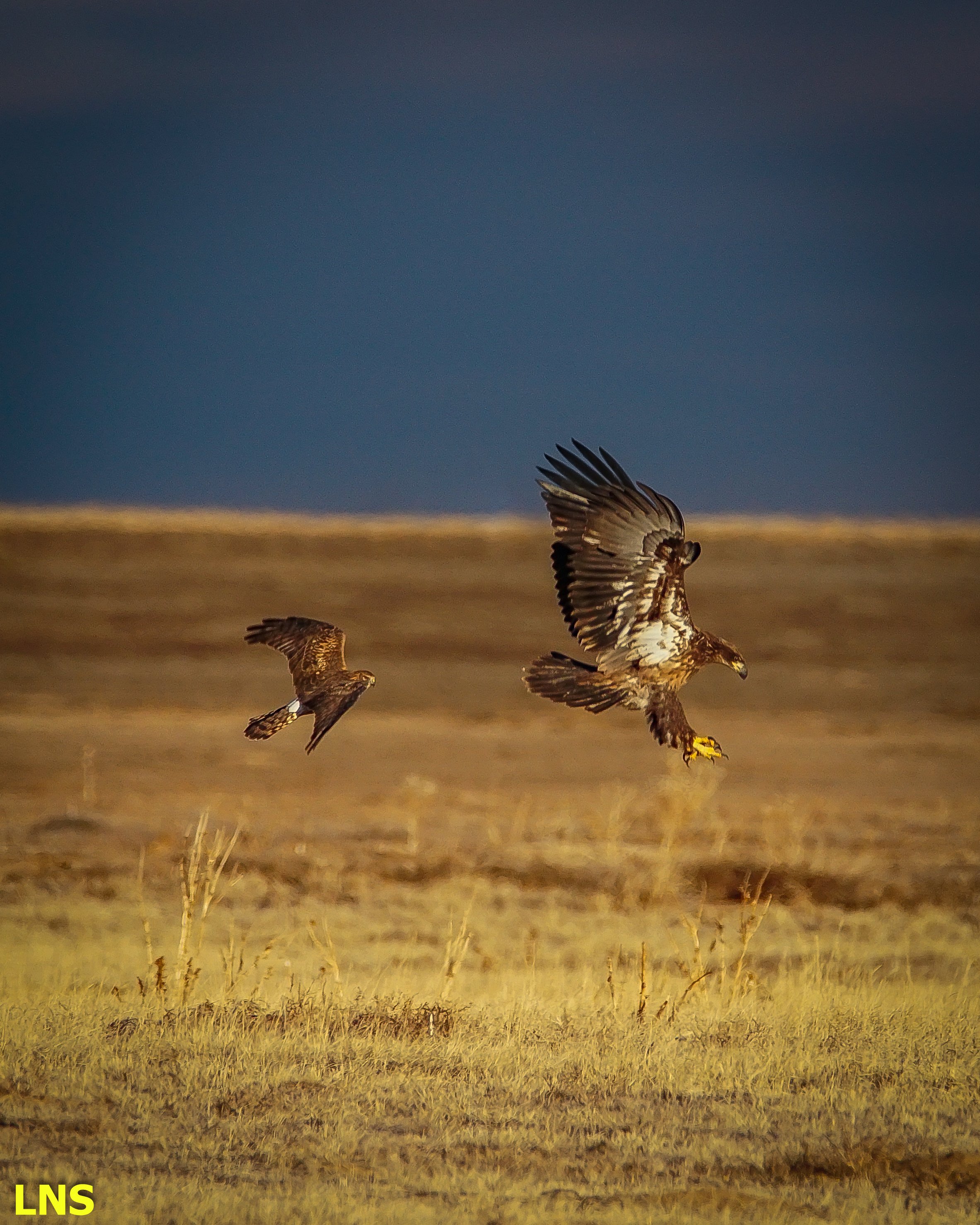 Northern Harrier and Bald Eagle
