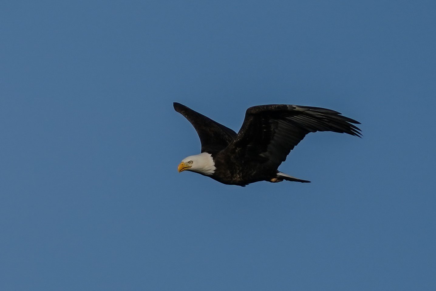 Bald Eagle flyover