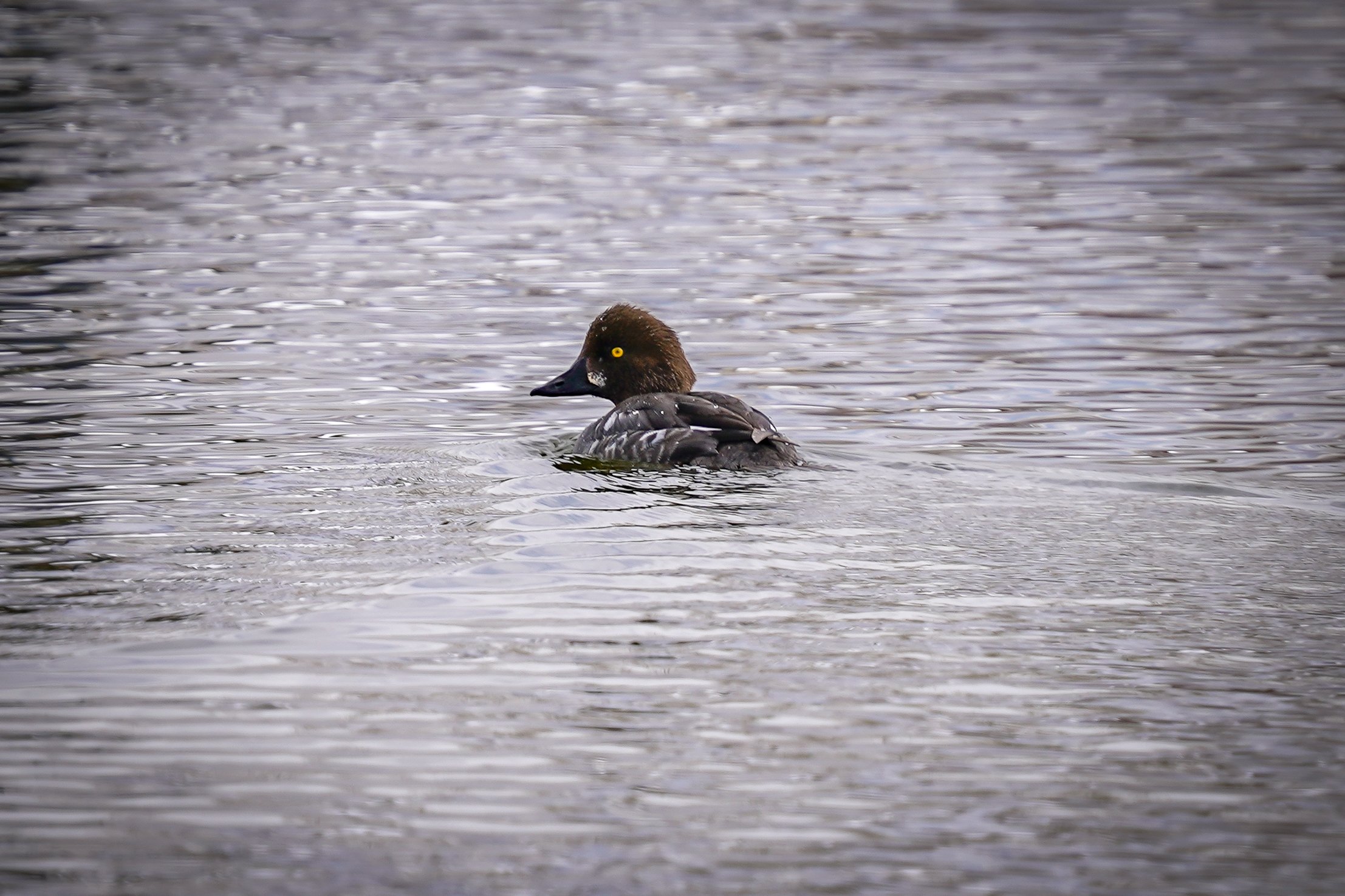 Common Goldeneye hen