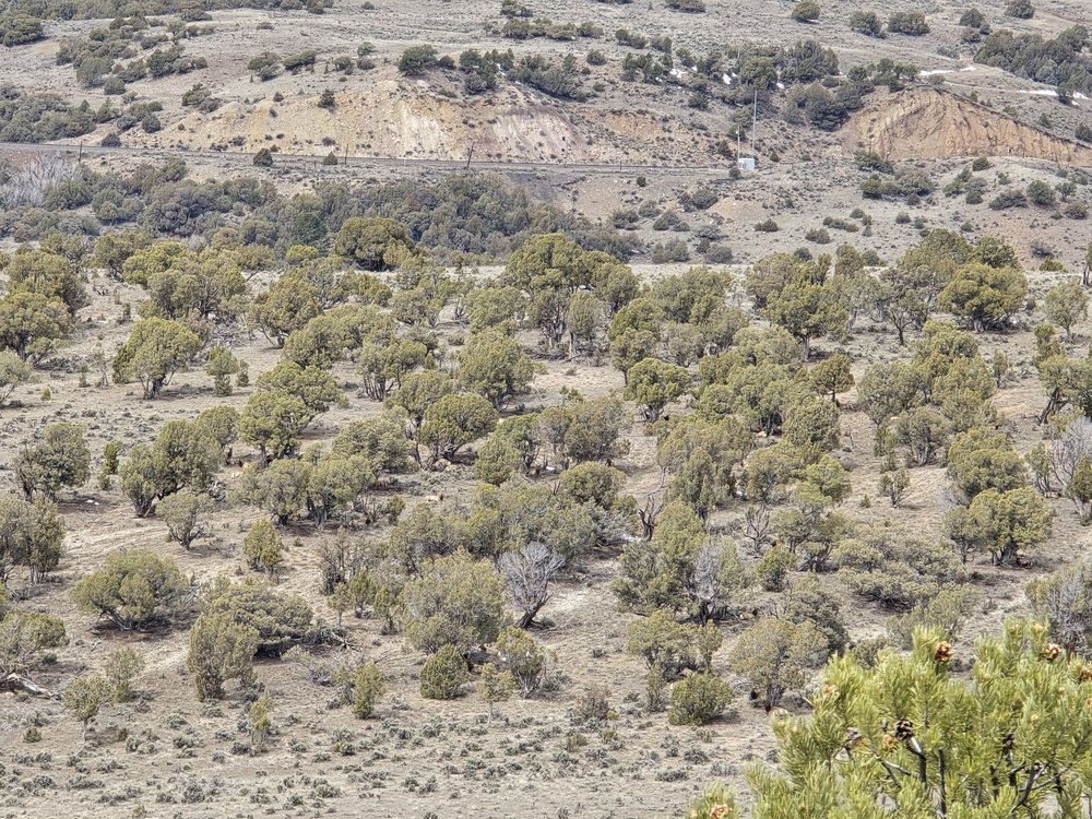 Zoomed out view of the elk herd