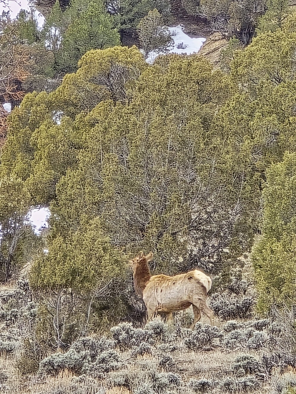 Elk moving through 