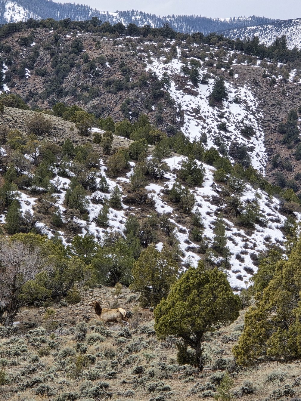 Zoomed out view of elk habitat