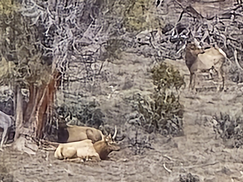 A herd of elk about a 1/2 mile away