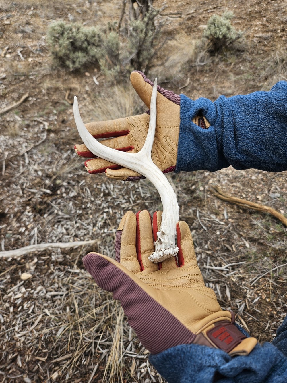 Our first Mule Deer antler shed!