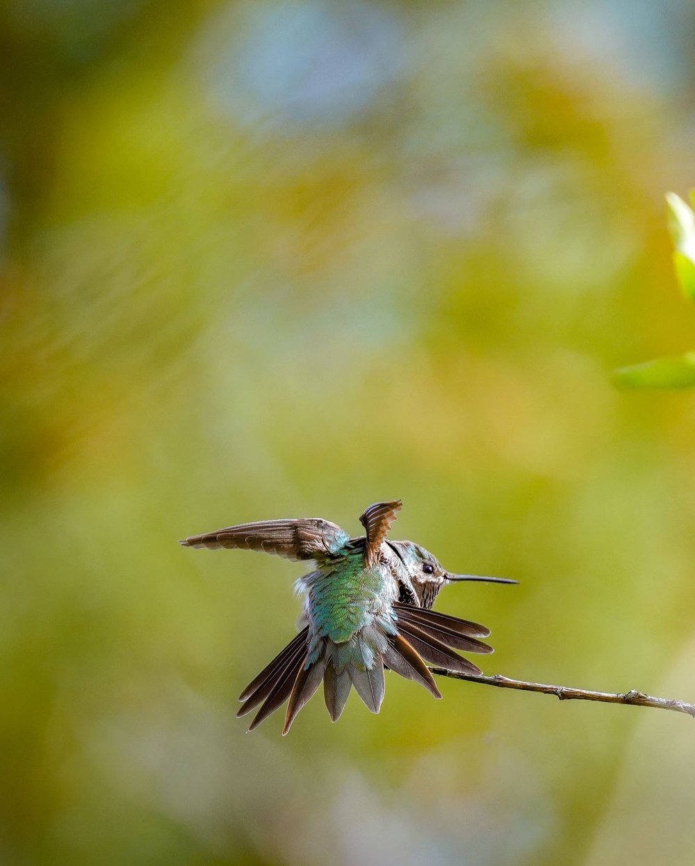 Male Broadtailed Hummingbird