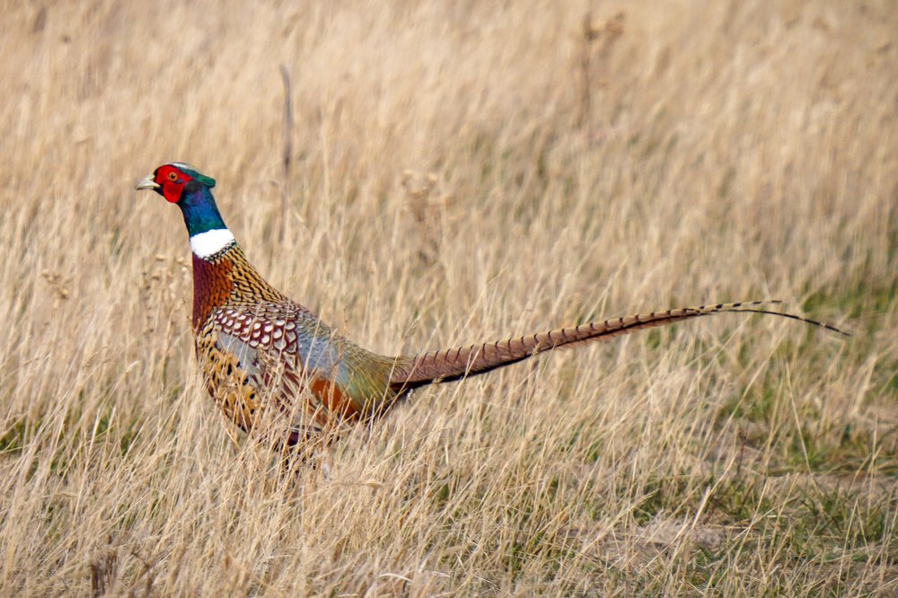 Male Ring-Necked Pheasant