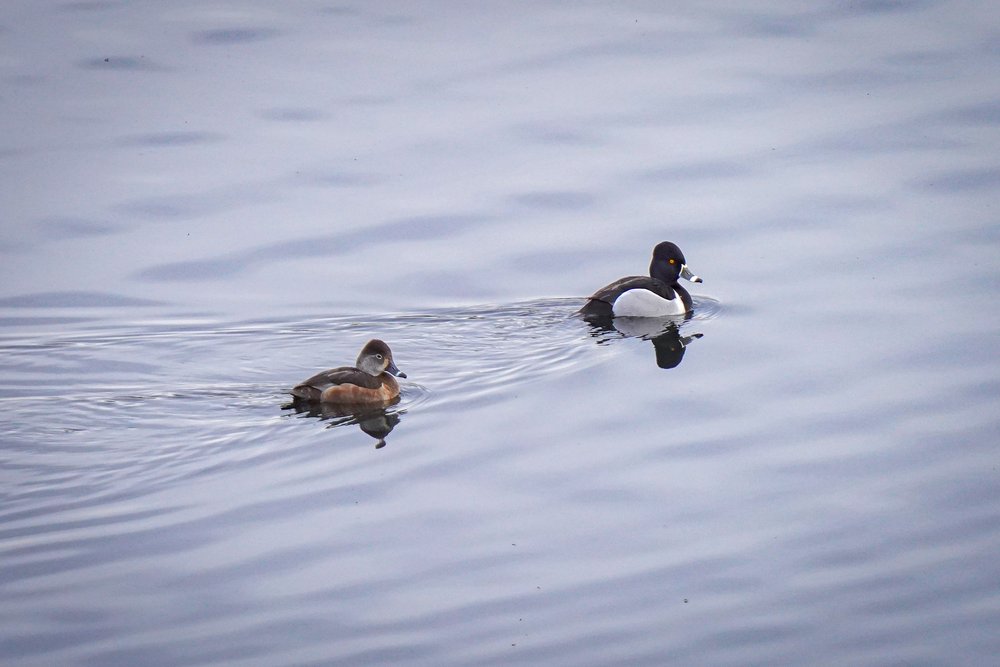 Ring-Necked duck pair