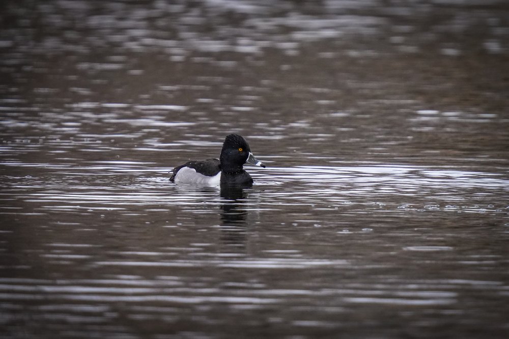 male Ring-Necked duck