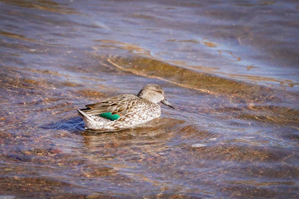 Green-Winged Teal hen