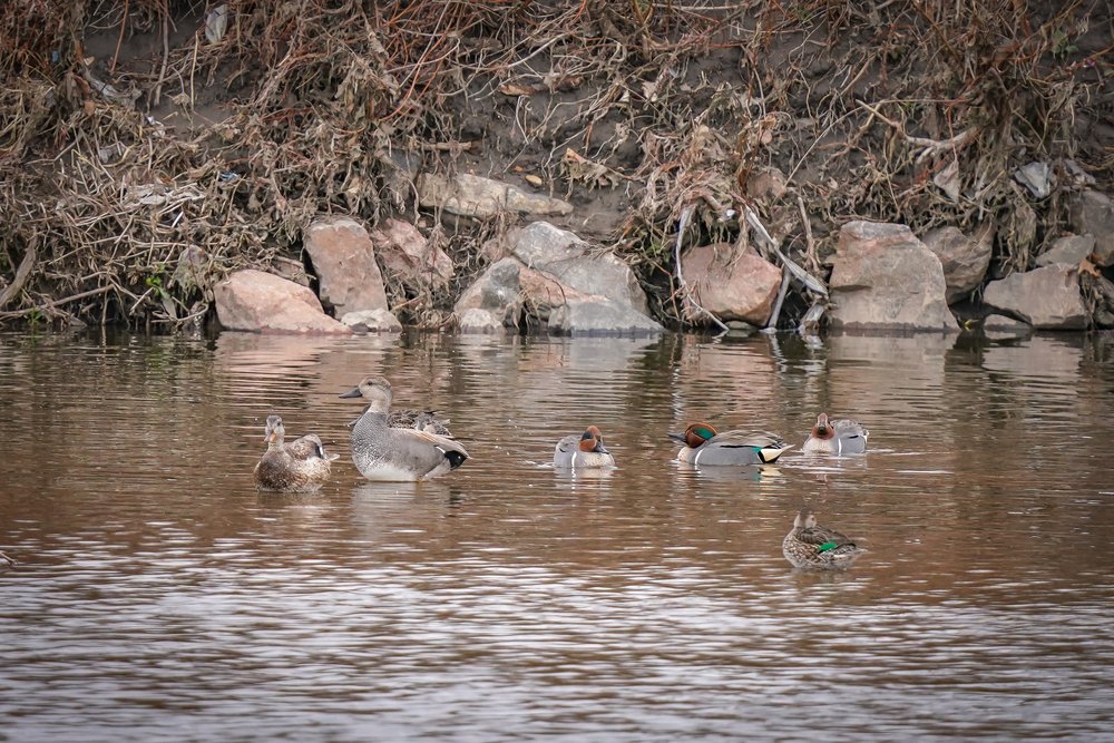 Green-Winged Teals