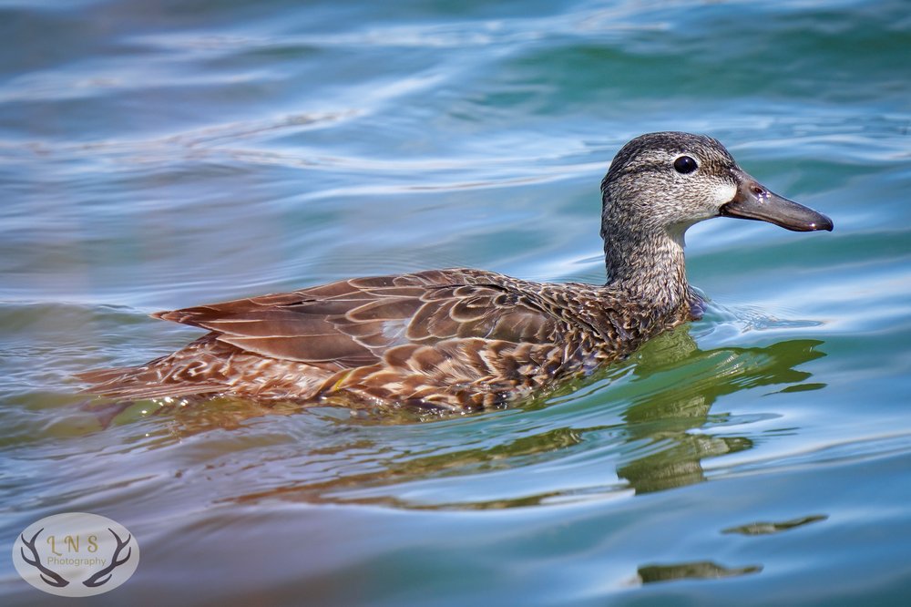 Blue-Winged Teal hen