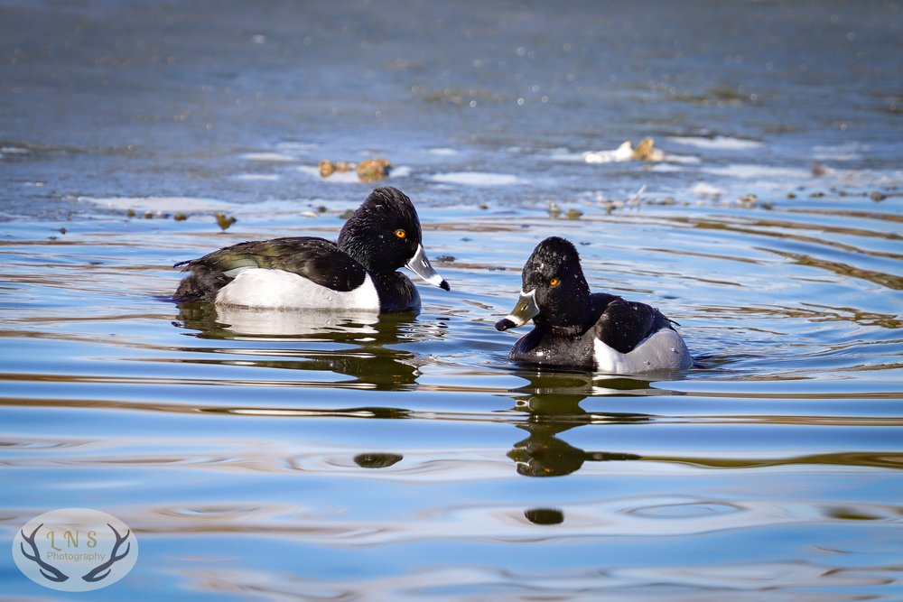 male Ring-Necked ducks