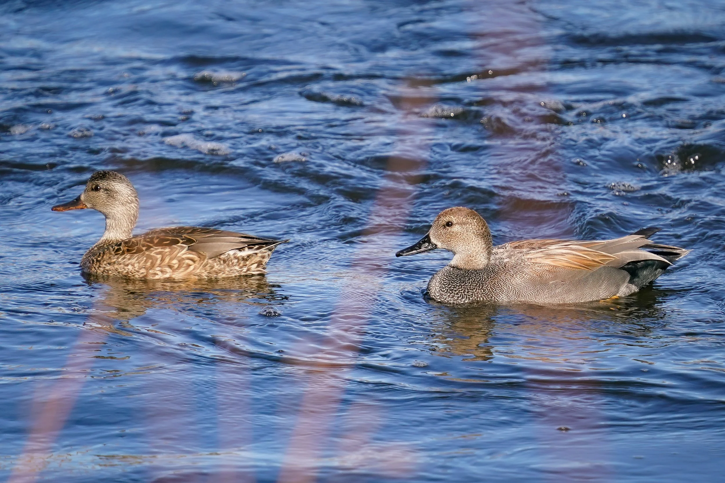 Gadwall pair