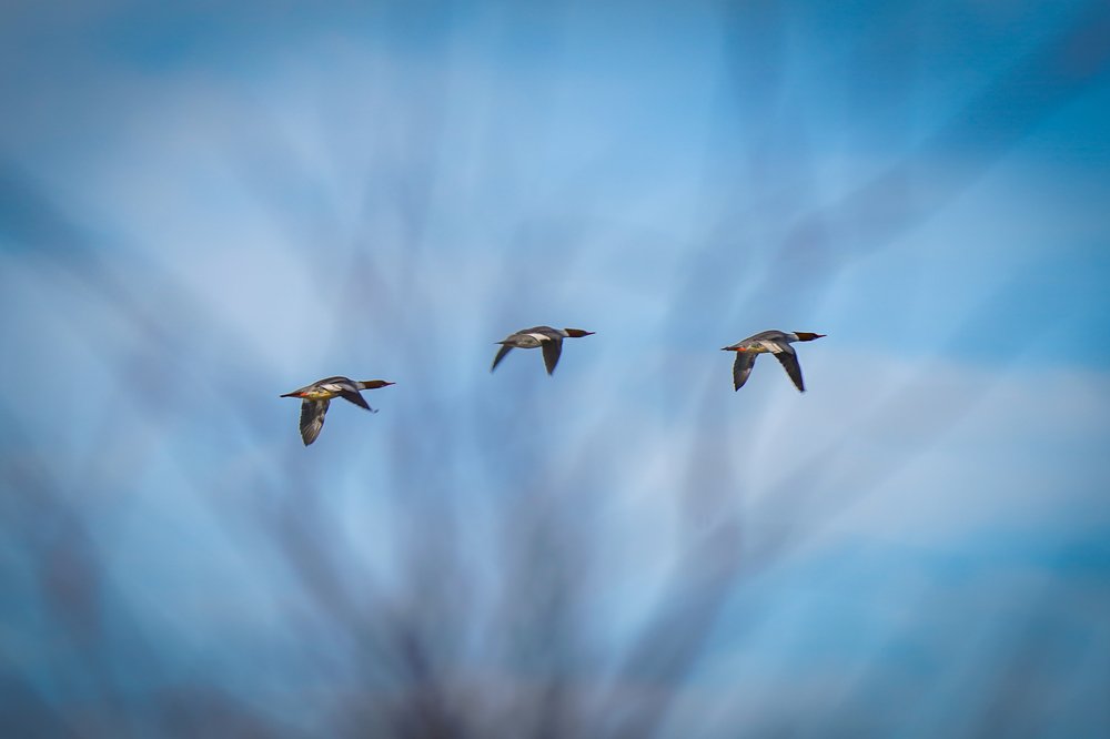 Mergansers in flight
