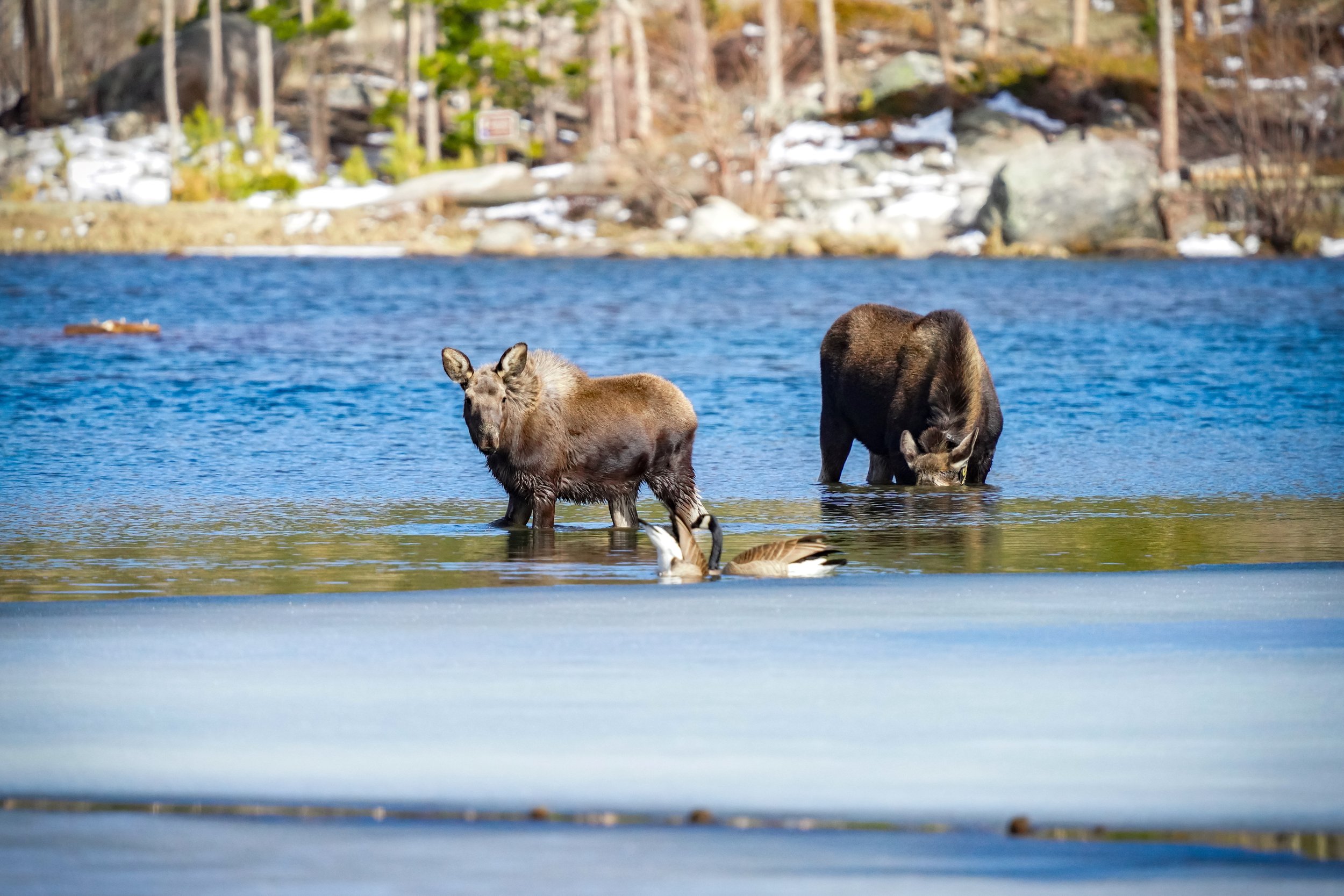 Cow and Calf Moose with Canada Geese