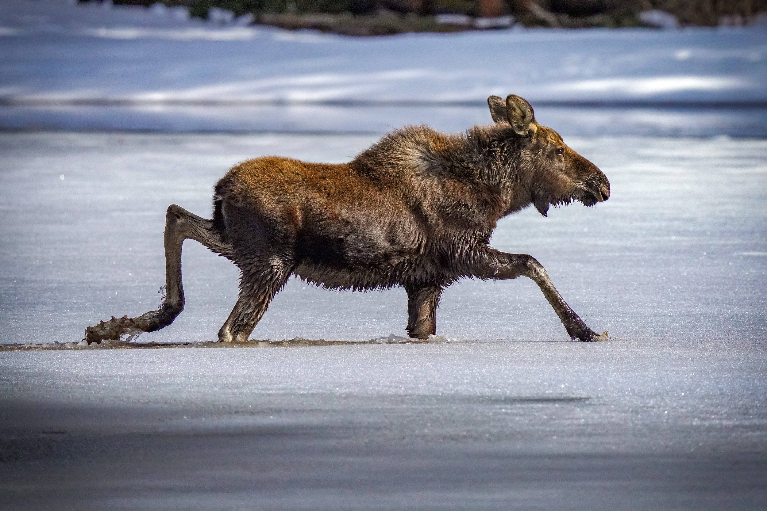 Moose Calf making its way to shore