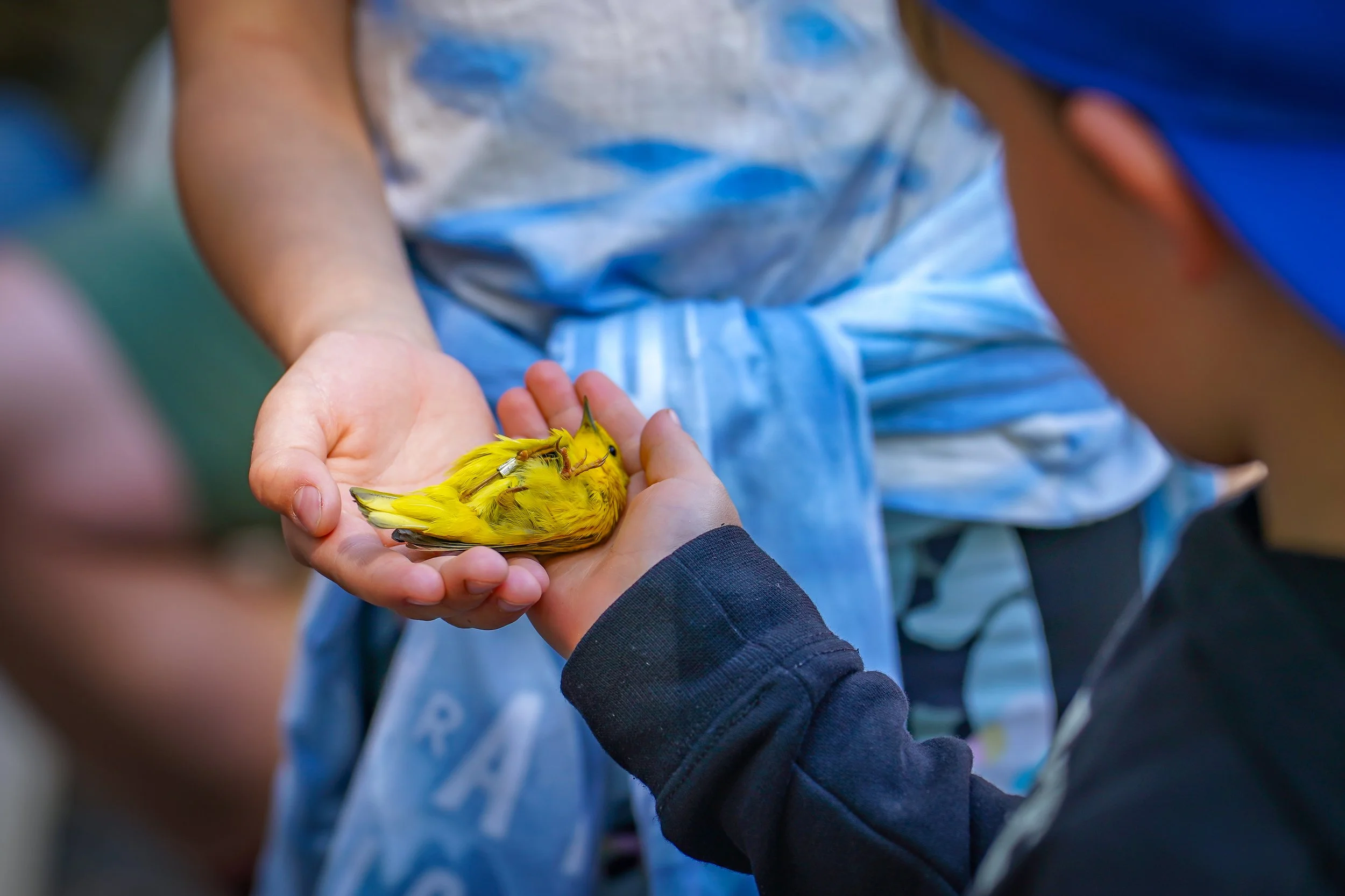 After about 2 minutes of handling, the bird is gently released!